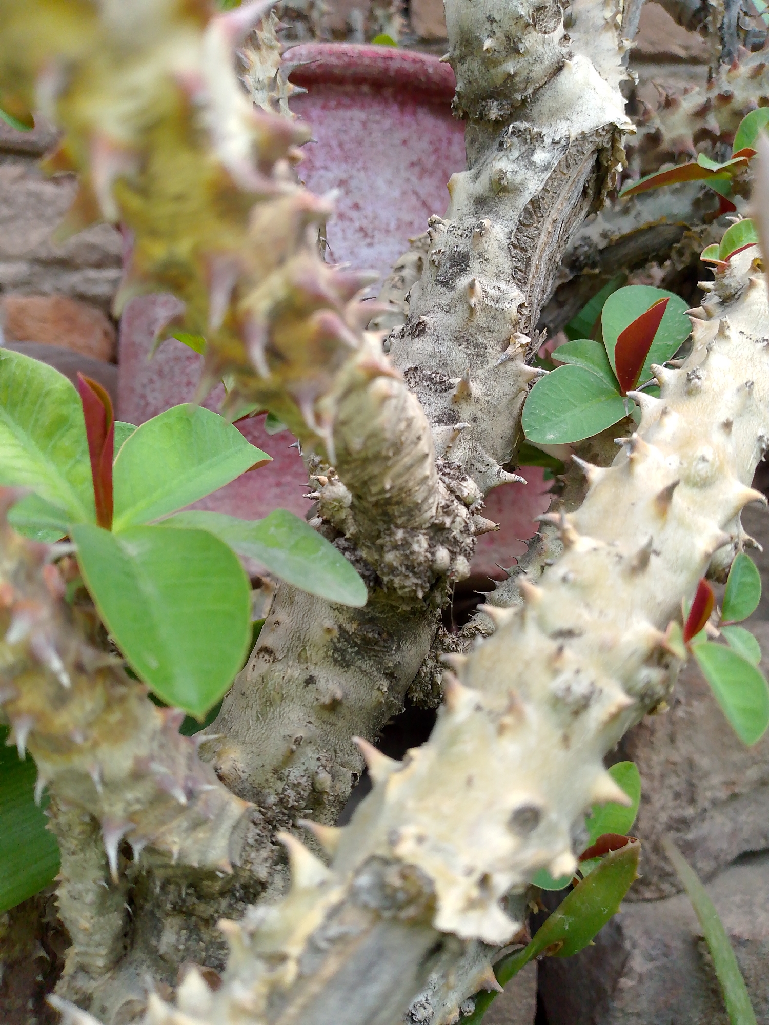 This is a close-up, shallow depth-of-field photograph of a spiny succulent plant. The plant's thick, light-colored branches are covered in sharp, pale thorns. Small, green leaves with reddish tips emerge from some of the branches. In the background, a reddish-pink pot is visible, along with textured brickwork and dark, rough surfaces that appear to be stones or more plant material. The lighting suggests it could be daytime, possibly outdoors, but the specific time or weather conditions are not discernible. The focus is on the texture and sharp details of the plant's thorny branches and delicate leaves, creating a visually striking contrast. There is no text visible in the image.