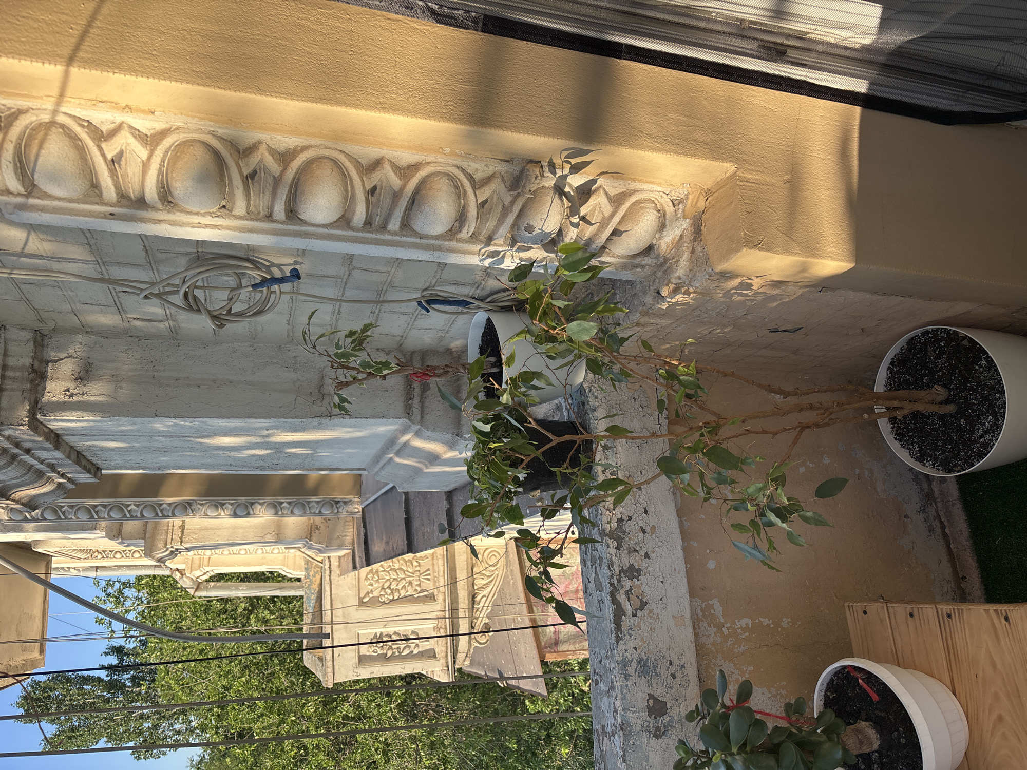 The image depicts a balcony with several potted plants, an ornate architectural element, and a view of trees and the sky. In the foreground, two potted plants are visible. The plant on the left is in a white pot and has thick, green, succulent-like leaves. A thin red ribbon is tied around its trunk. To the right of this plant, on a wooden surface, is another potted plant with thinner branches and small green leaves. This plant is in a white pot. Further to the right, a larger potted plant with a branched trunk and small green leaves stands in a white pot. A coiled grey hose with a blue nozzle hangs on a white brick wall behind these plants. The balcony railing is weathered and appears to be made of concrete. Behind the railing, an elaborately decorated architectural feature with circular and diamond-shaped reliefs is prominent. Trees with lush green foliage are visible in the background, along with a clear blue sky. Sunlight casts shadows across the balcony and the architectural details, indicating it is likely daytime.