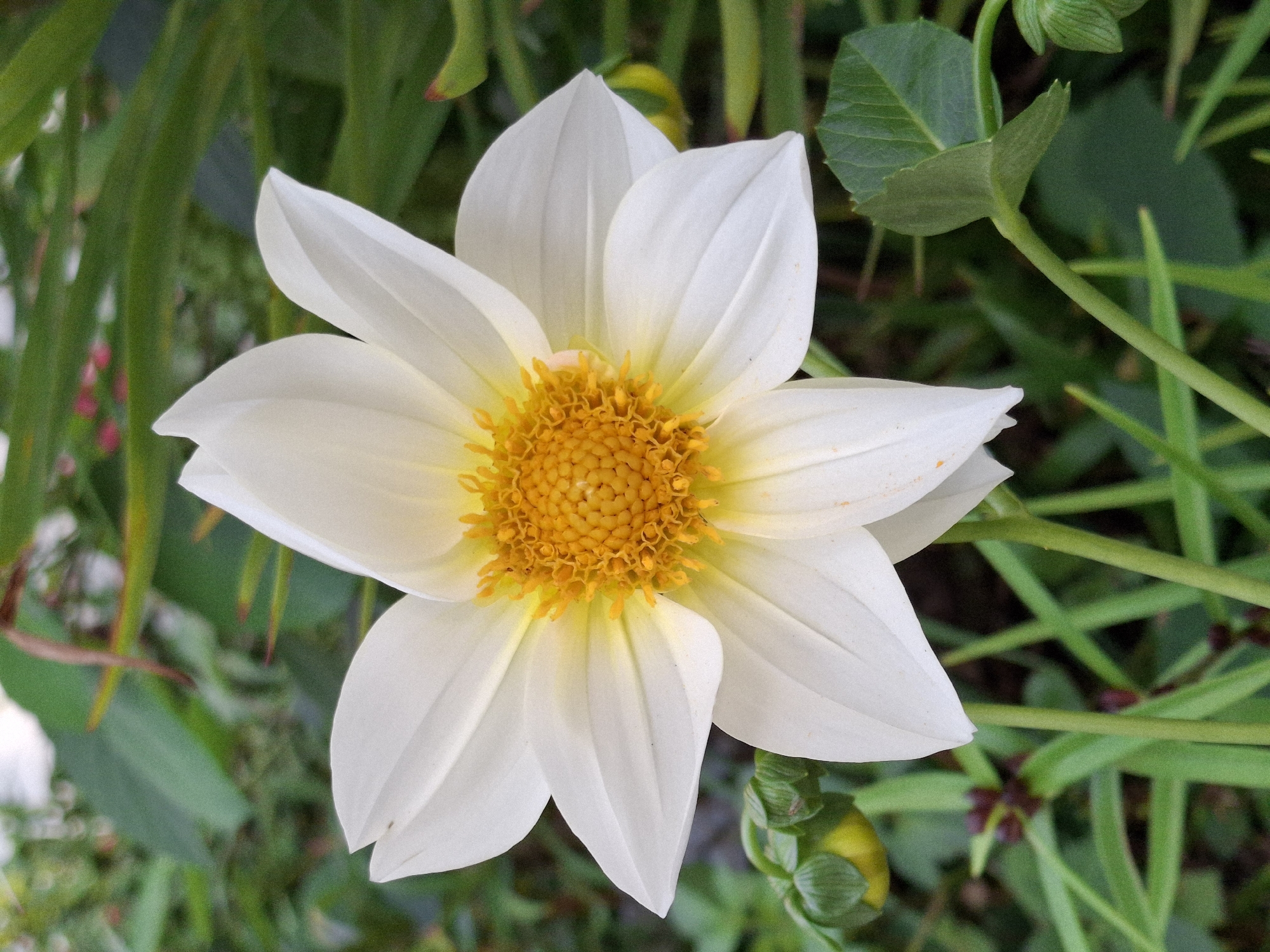 A close-up shot showcases a white dahlia flower with a bright yellow center, set against a blurred background of green foliage. Several green buds are visible around the main flower. The image appears to be taken outdoors, likely in a garden, with natural lighting. There is no indication of the specific location in Chaikovsky, Russia, or any people present in the image.