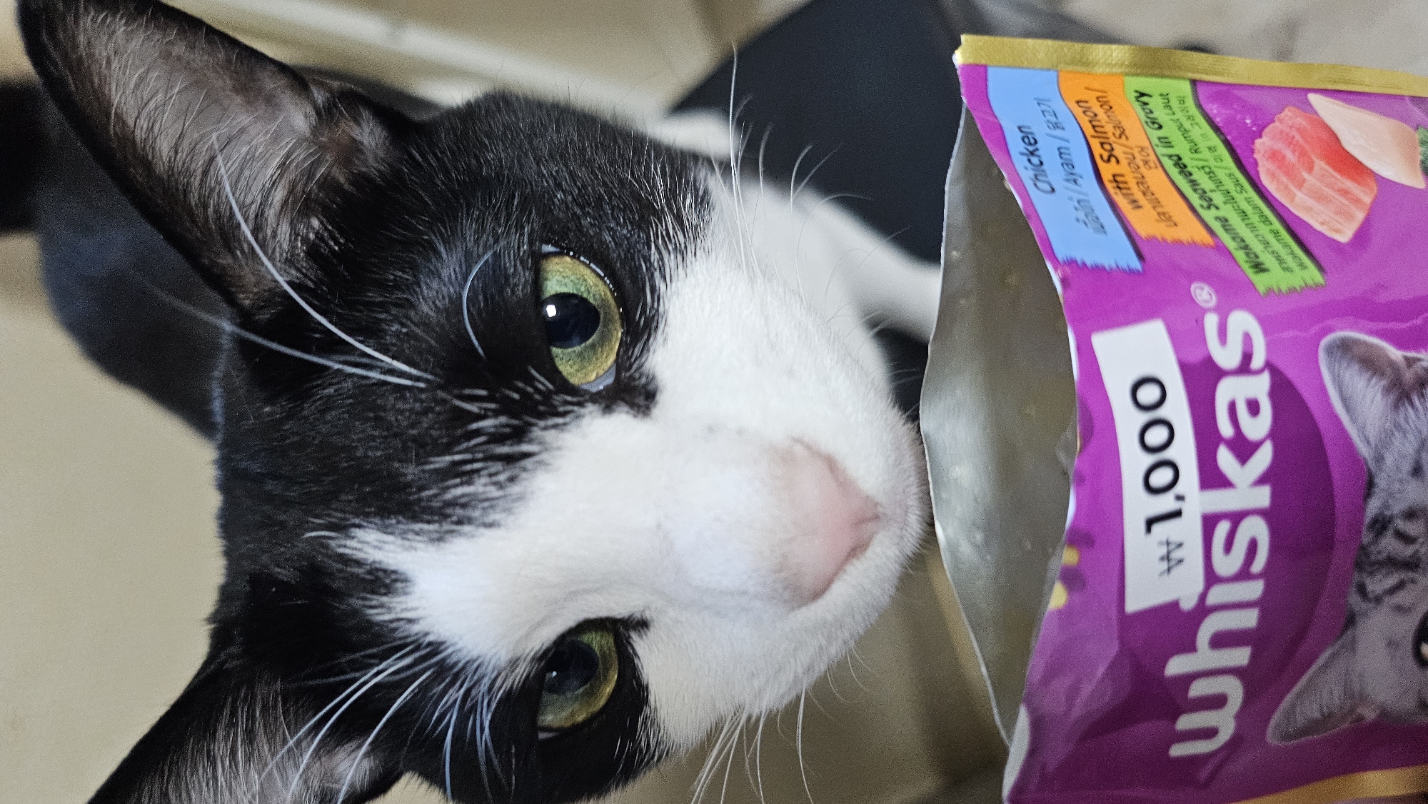 A black and white cat is looking down at a pouch of Whiskas cat food. The cat has green eyes and white whiskers. The pouch of cat food is purple and has text on it, including "whiskas" and "₩1,000". The background is a blurred indoor setting. The image appears to be taken at a close-up angle, focusing on the cat's face and the cat food pouch.