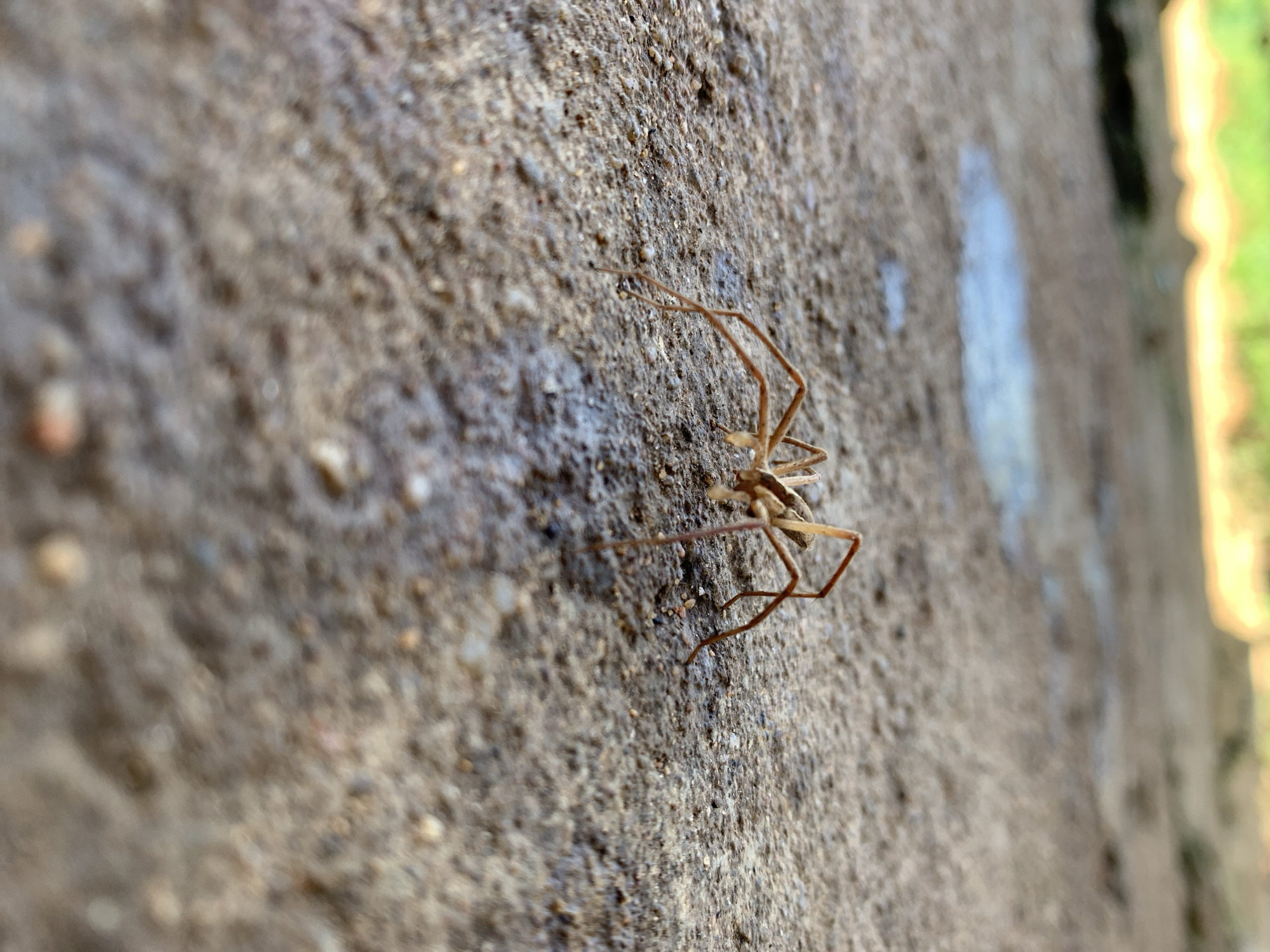 A close-up, low-angle shot shows a light brown spider with long, thin legs on a rough, concrete surface. The spider is positioned slightly off-center to the right. In the background, out of focus, is a blurred area of green and yellow, possibly vegetation or a wall. There are also faint reflections on the concrete, suggesting a damp or wet surface. The location is Kuru Karama, Nigeria.
