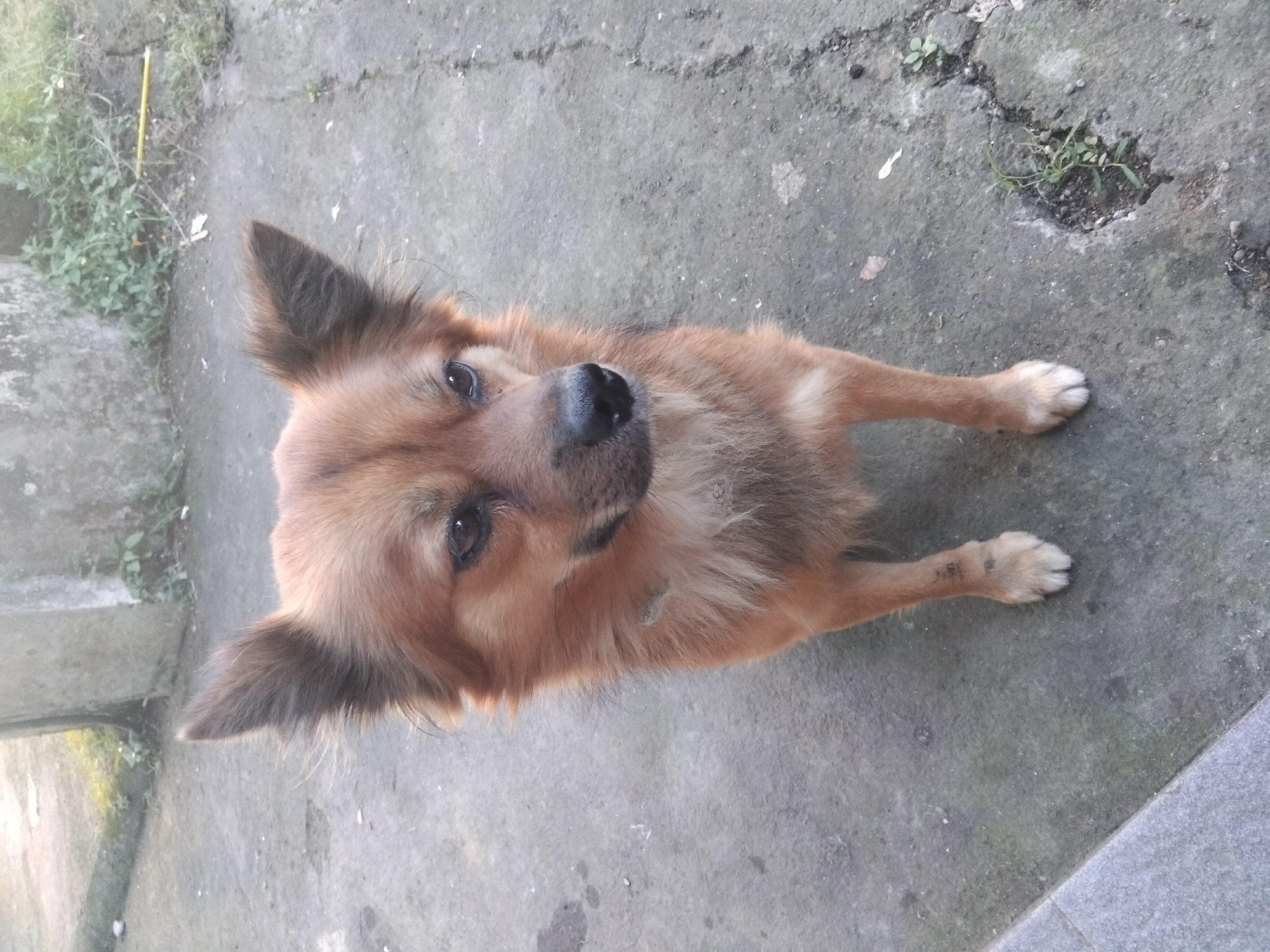 A medium-sized, brown, long-haired dog is standing on a concrete surface. The dog is looking up at the camera. There is some green vegetation visible in the background. The location is Unknown, Unknown.