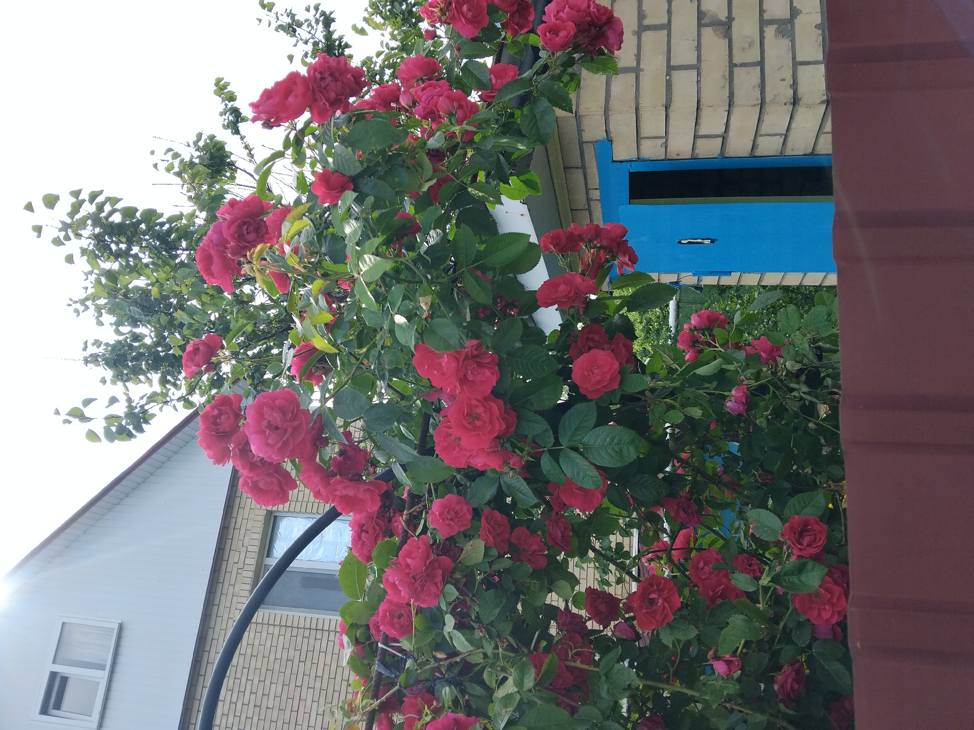 In Kyiv, Ukraine, a close-up shot captures a vibrant rose bush with abundant deep pink flowers and lush green leaves, arching over a structure. To the left, a portion of a light-colored brick house with a white-paneled roof and a visible window is present. The roses are growing on a black metal trellis. To the right of the rose bush, a light yellow brick building features a bright blue door that is slightly ajar, revealing a dark interior. A dark brown, corrugated metal fence runs across the foreground, partially obscuring the base of the scene. The sky above is a bright, overcast white.