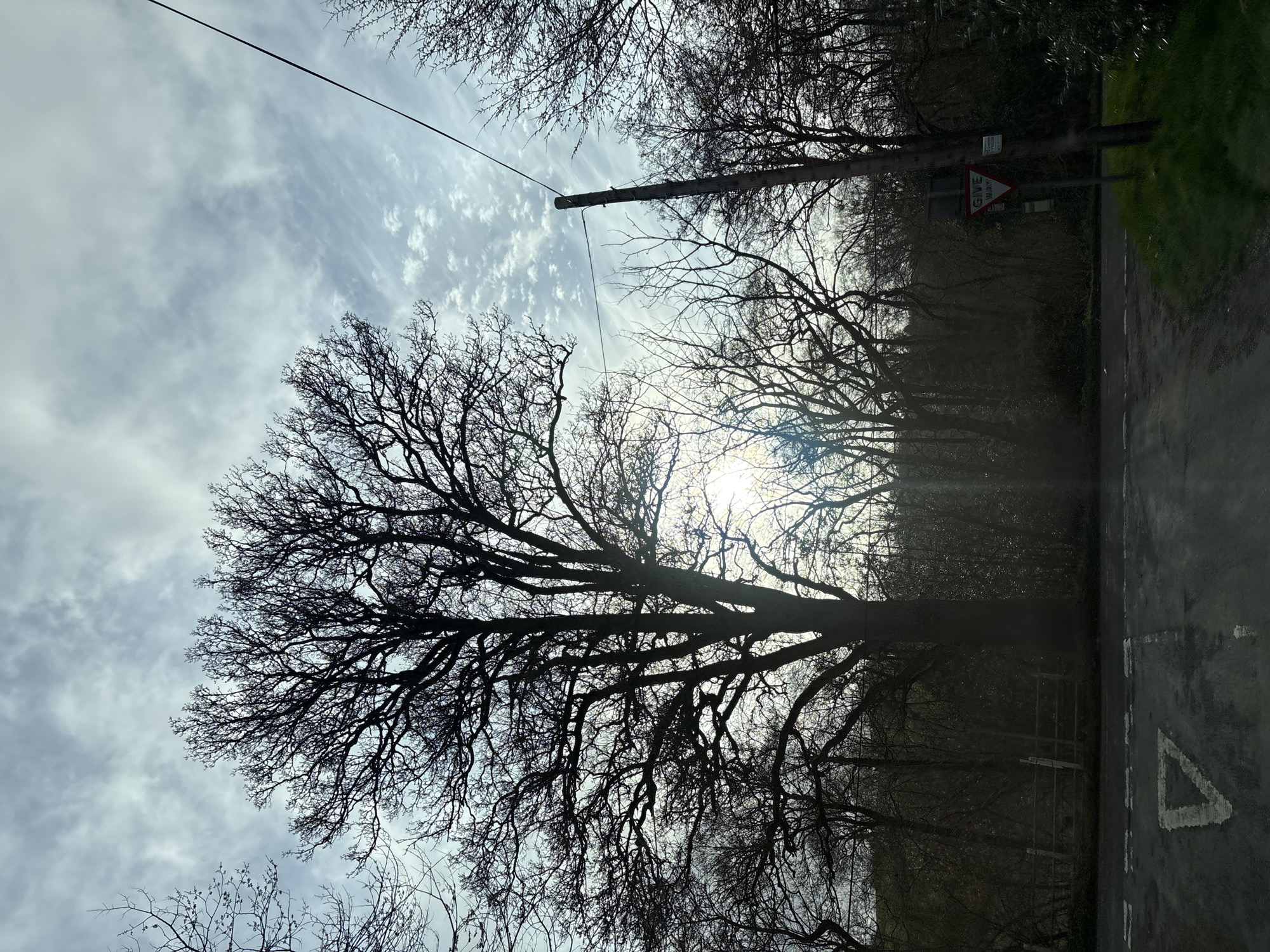 The image shows a view looking up into bare tree branches against a cloudy sky. In the background, a road intersection is visible, marked with a "Give Way" sign. An overhead utility pole is present. The setting is Lydham, United Kingdom.
