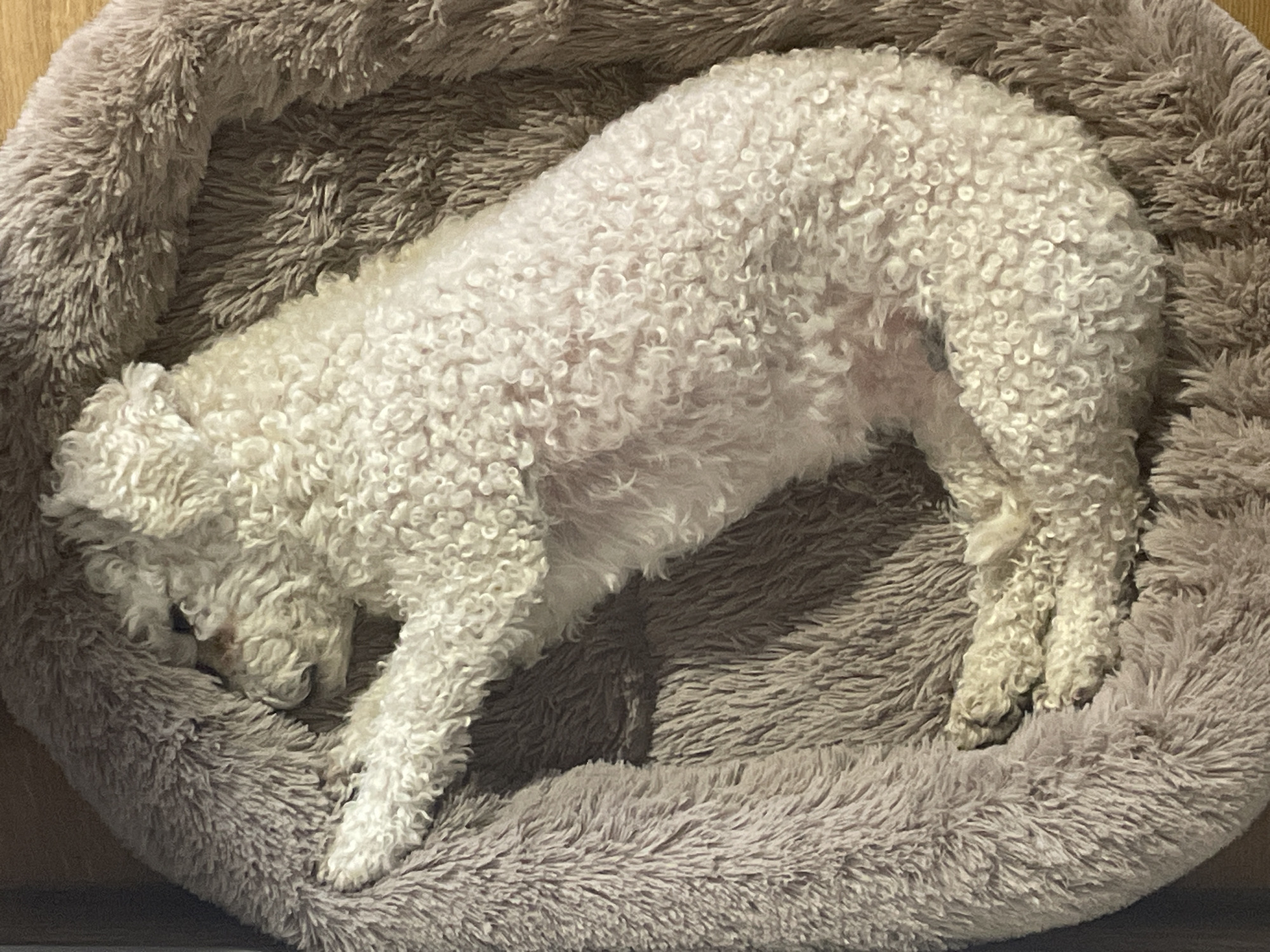 A white, curly-haired dog is curled up asleep in a round, plush, grey dog bed. The bed is on a wooden floor. There is no information in the image to indicate this is in Yekaterinburg, Russia.