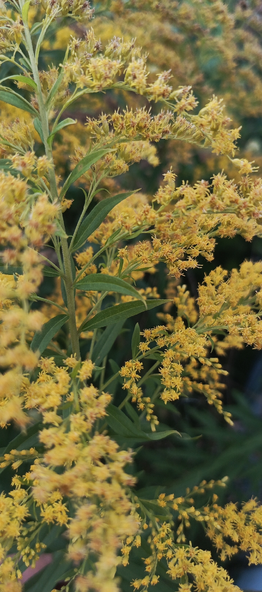A close-up, vertical shot showcases a tall, green stem with numerous clusters of small, bright yellow flowers. The flowers are densely packed, giving the impression of a bushy, vibrant plant. Long, slender green leaves are interspersed along the stem. The background is a soft blur of more yellow flowers and darker green foliage, suggesting the plant is part of a larger, natural setting. The lighting is soft, highlighting the textures and colors of the flowers and leaves.