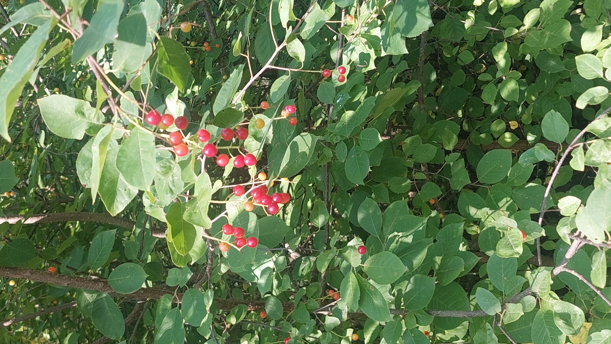 The image shows a close-up view of a bush laden with small, ripe red cherries. The cherries are clustered on thin branches amidst abundant green leaves. The lighting suggests it is daytime, with sunlight filtering through the foliage, creating dappled shadows. The background is a dense mass of leaves and branches, indicating a natural outdoor environment, possibly a park or garden within the city of Salihorsk, Belarus. There are no people or animals visible in the frame. The overall impression is of a healthy, fruiting plant.