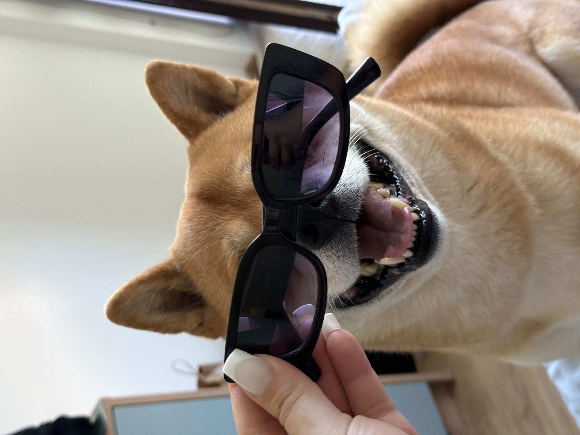 A Shiba Inu dog, wearing black rectangular sunglasses, is positioned in the foreground. The dog's mouth is open, revealing its teeth and tongue. A human hand with white painted fingernails is holding the sunglasses on the dog's face. The background is blurred and appears to be an indoor setting with a wall and furniture visible. The image was captured in the city of Priseltsi, Bulgaria.