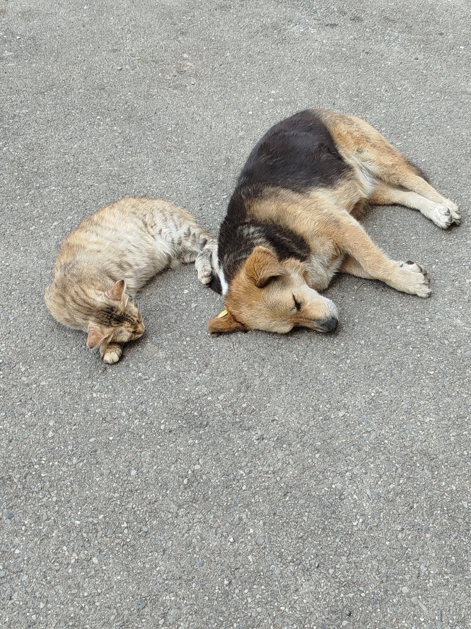A tabby cat and a German Shepherd mix dog are lying down together on an asphalt surface. The cat is on the left, curled up with its eyes closed. The dog is on the right, also lying down with its eyes closed. The dog has black and tan fur. The background is a grey asphalt surface. The image appears to be taken in Rustavi, Georgia, based on its context.