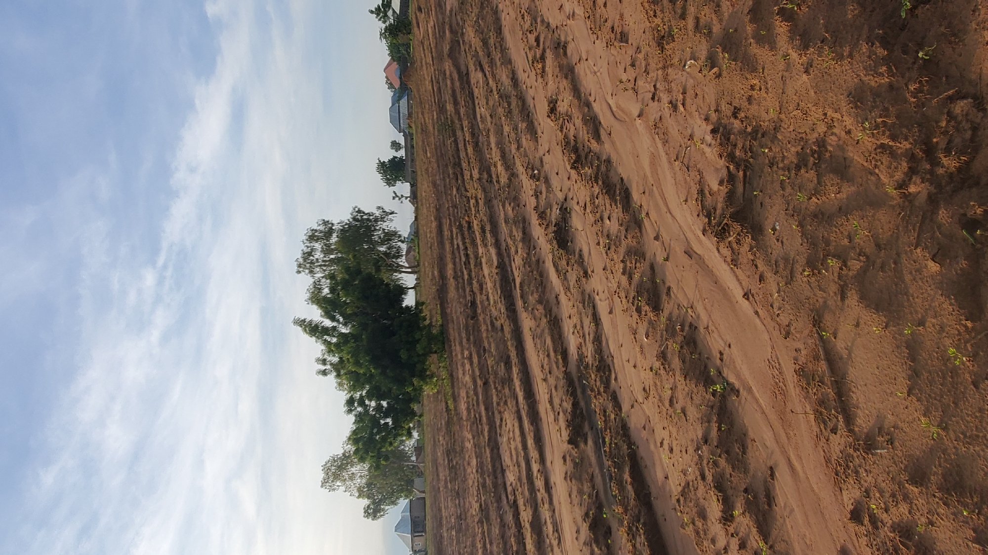 The image depicts an outdoor scene in Jalingo, Nigeria, likely a rural or semi-rural area on the outskirts of the city. In the foreground, there is a large field of recently tilled, reddish-brown soil. The soil is arranged in parallel rows, suggesting it has been prepared for planting or has recently had crops harvested. Small, green sprouts are visible sparsely distributed within these rows, indicating nascent plant growth. In the middle ground, a cluster of trees with lush green foliage stands out against the open field. Beyond the trees, a few buildings with varied roof colors, including some with corrugated metal roofing, are visible on a slight incline, characteristic of residential structures in the area. The sky above is a pale blue with scattered white, wispy clouds. The lighting suggests it is either early morning or late afternoon. There are no people or animals clearly visible in the image. The overall impression is one of agricultural land in development or in the early stages of cultivation within a sparsely populated residential environment.