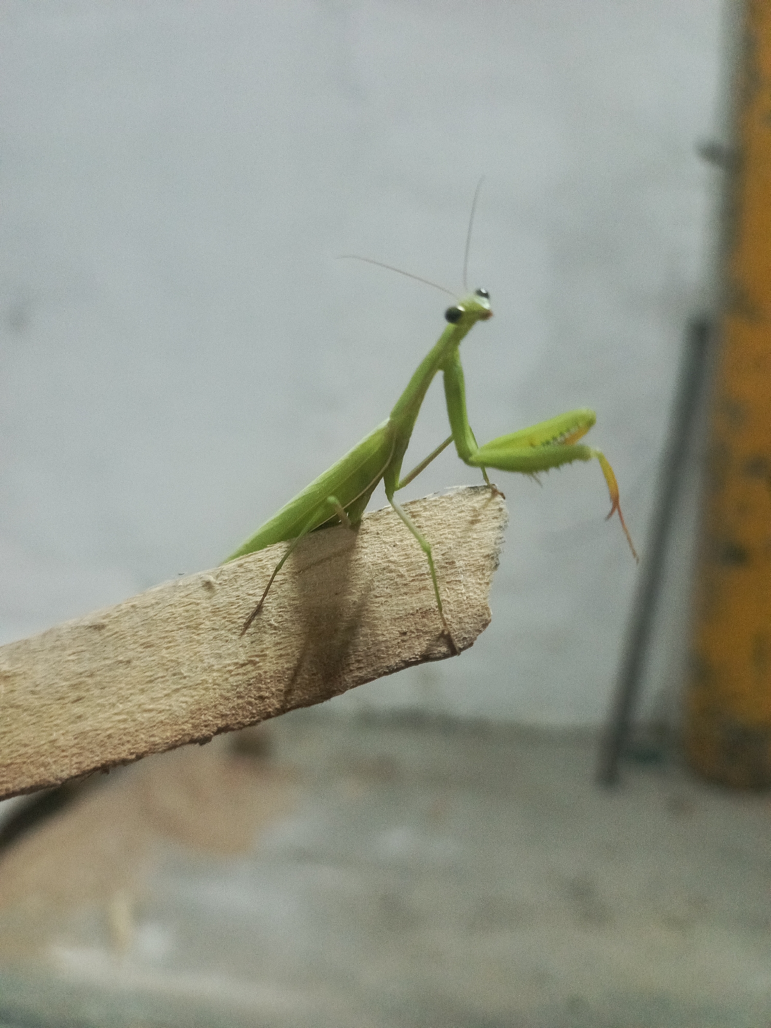 A bright green praying mantis is perched on a rough-textured wooden object. The praying mantis is facing to the right, with its long antennae extended forward and its large eyes looking straight ahead. Its front legs are raised and folded in a characteristic praying stance, with the right leg extended slightly forward, showing sharp spines. The praying mantis's body is slender and elongated, with visible segments. The wooden object appears to be a piece of unfinished wood, possibly a broken branch or a sliver. The background is out of focus, showing a light gray, textured surface and a blurred yellow vertical object to the right. The scene is illuminated by soft lighting.