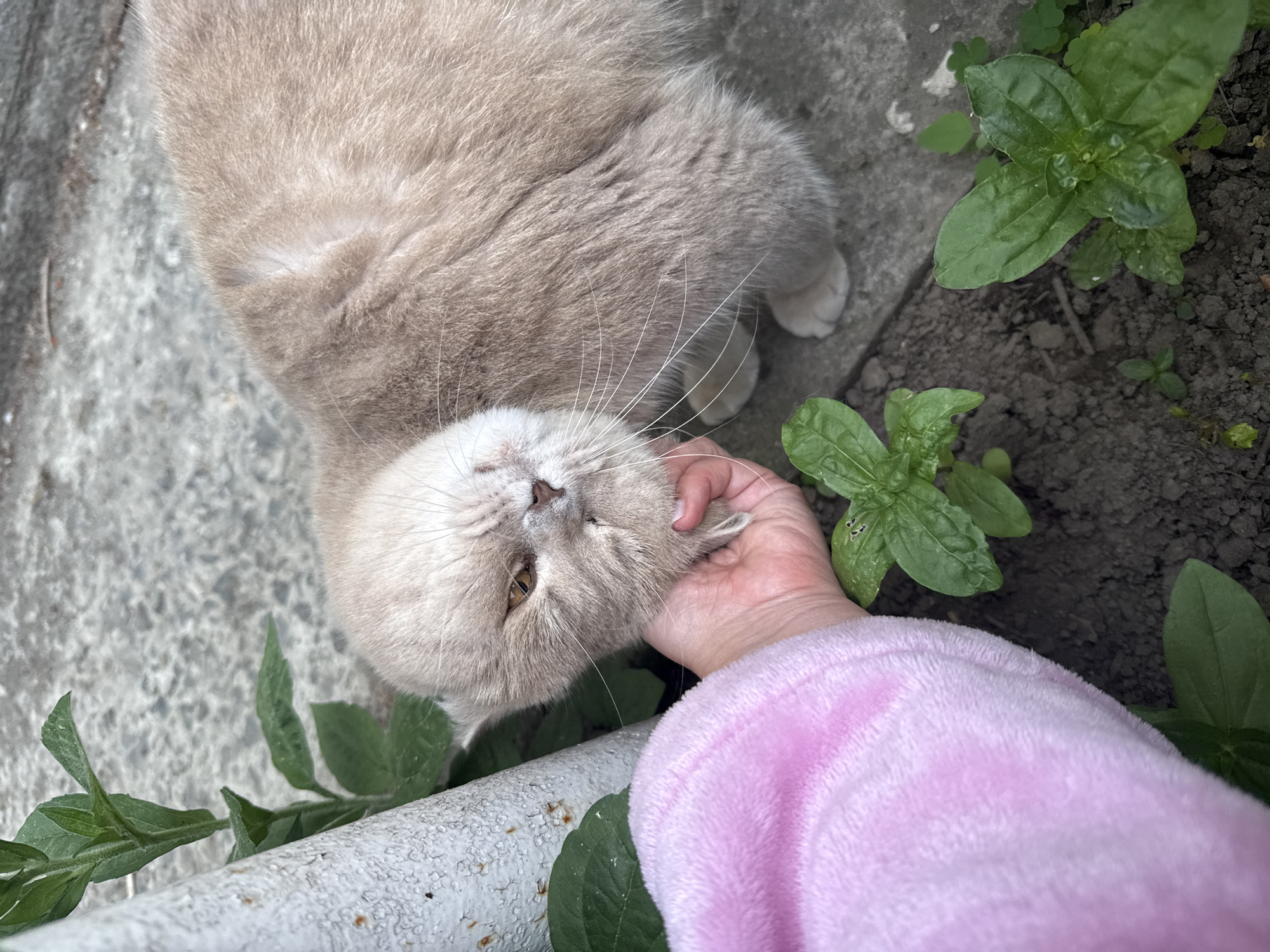 A person's hand, clad in a fluffy pink garment, gently pets the chin of a light brown cat with a squashed face. The cat, with its eyes partially closed and whiskers splayed, appears to be enjoying the attention. They are situated outdoors, with a concrete surface visible in the background and patches of dark soil with green foliage in the foreground. A white, textured pole stands to the left of the frame, partially obscured by green leaves. The scene suggests a casual interaction in a residential or garden area, possibly within the city limits of Uzhhorod, Ukraine, given the context.