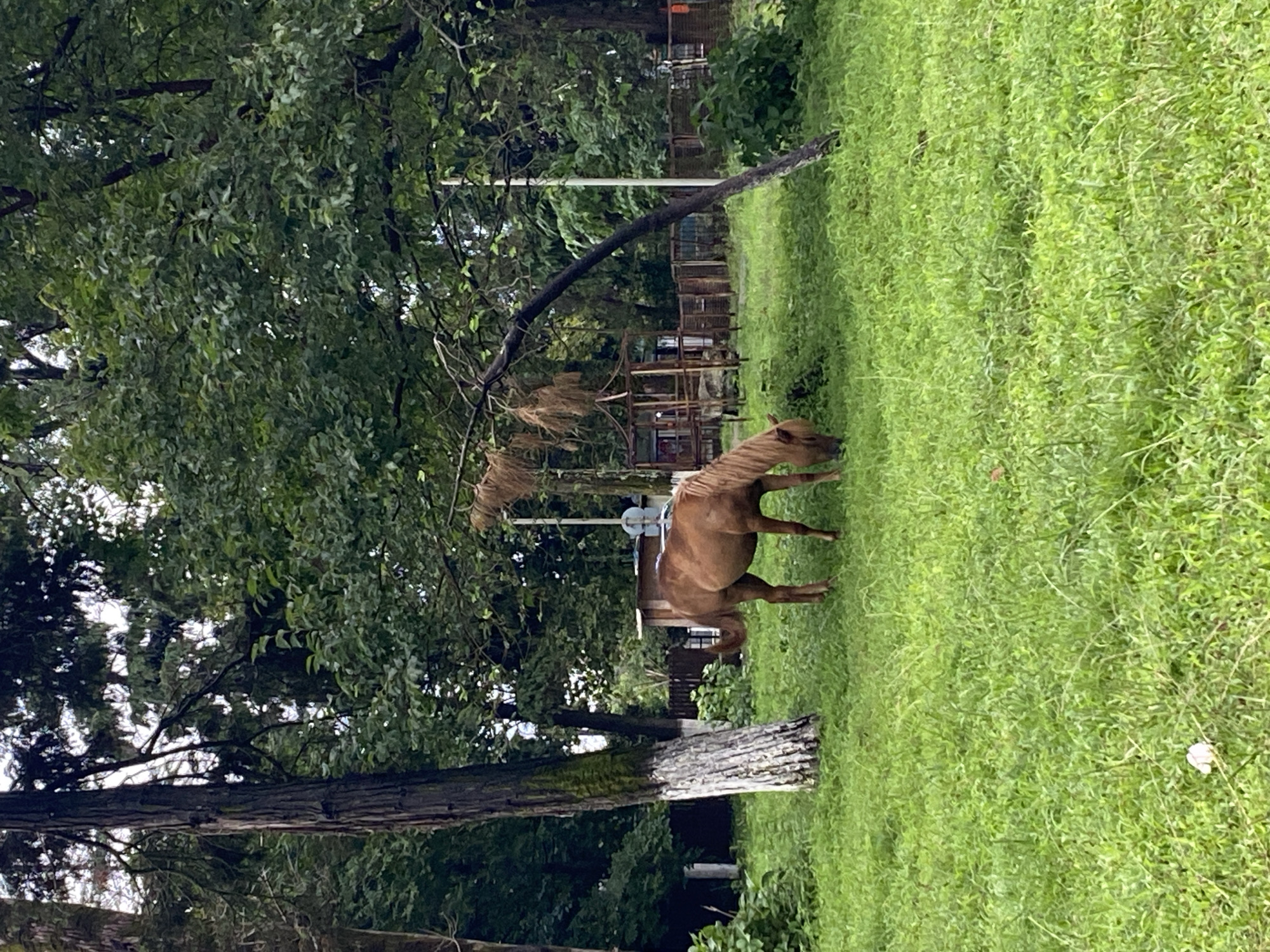 A brown horse grazes in a grassy field surrounded by trees. In the background, there is a wooden fence and a small building. The scene appears to be in a park or rural area. The horse is standing in the middle of the field, with its head lowered to the ground as it eats grass. The trees are lush and green, with dense foliage. The sky is overcast, suggesting a cloudy day. There are no people visible in the image. The image was taken in Ureki, Georgia.