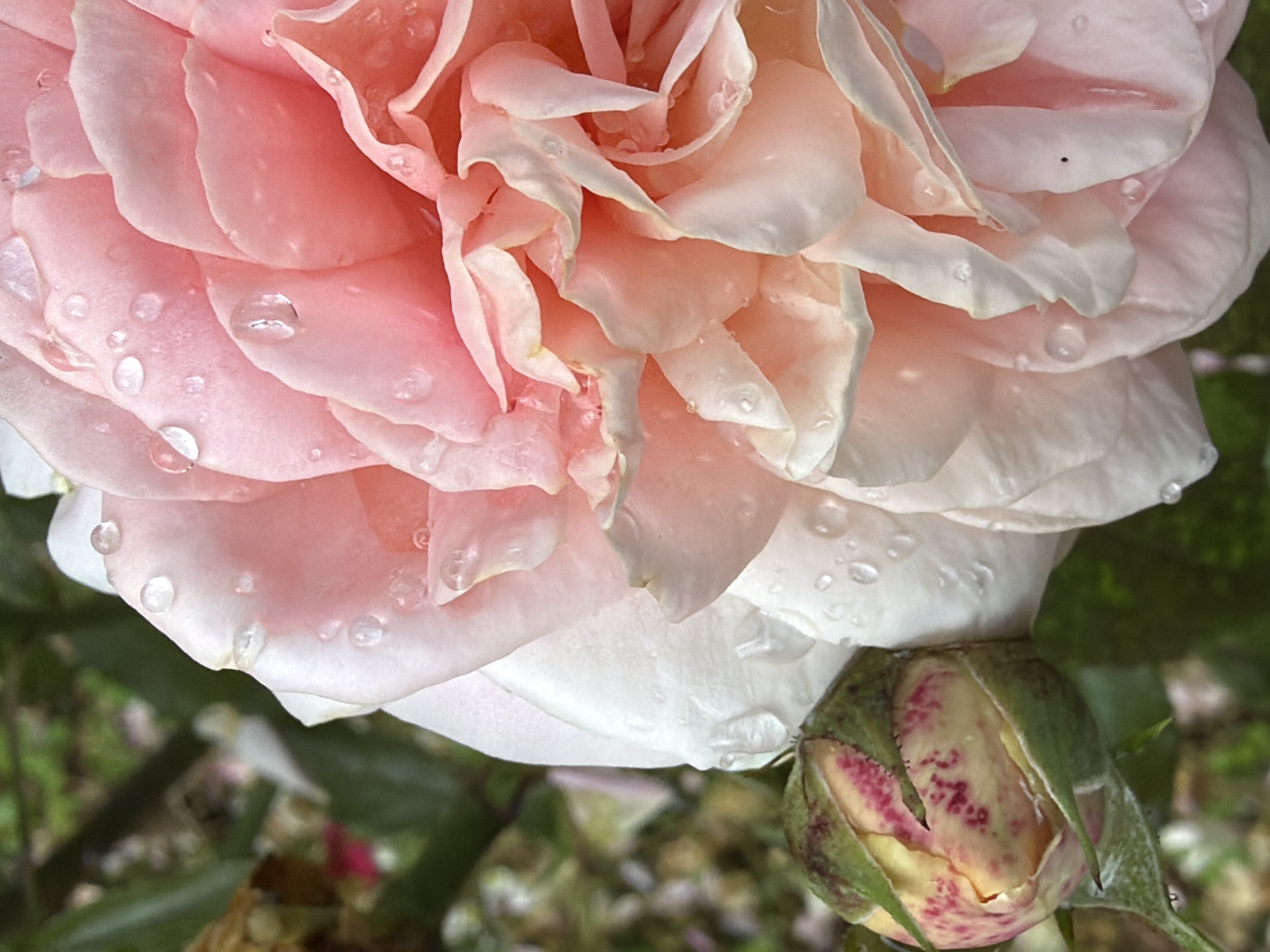 The image is a close-up, vertical shot of a pink rose in bloom, with water droplets on its petals. To the left of the rose, a rosebud is visible, partially closed and with reddish-pink markings on its pale yellow surface, enclosed by green sepals. The background is blurred, showing green foliage and hints of other flowers, suggesting a garden setting. The lighting appears natural, with soft shadows and highlights accentuating the texture of the petals and the water droplets. There are no people or animals visible in the image. The scene is likely outdoors, possibly in a garden or park. The location specified as Dongaron, Russia, cannot be verified from the visual content of the image alone.