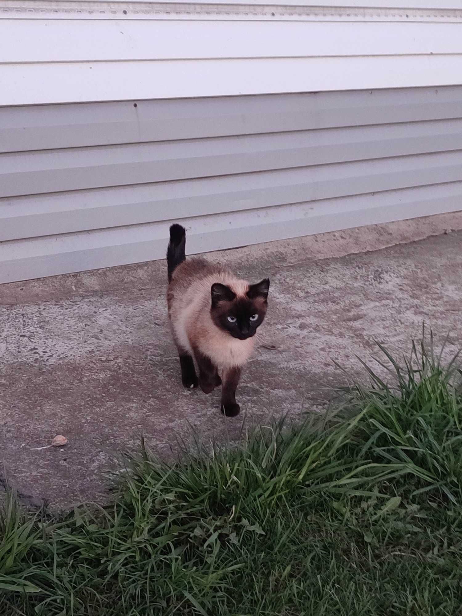 The image shows a Siamese cat standing on a concrete surface next to some green grass. Behind the cat is the side of a building with horizontal siding. The location is Unknown, Unknown.