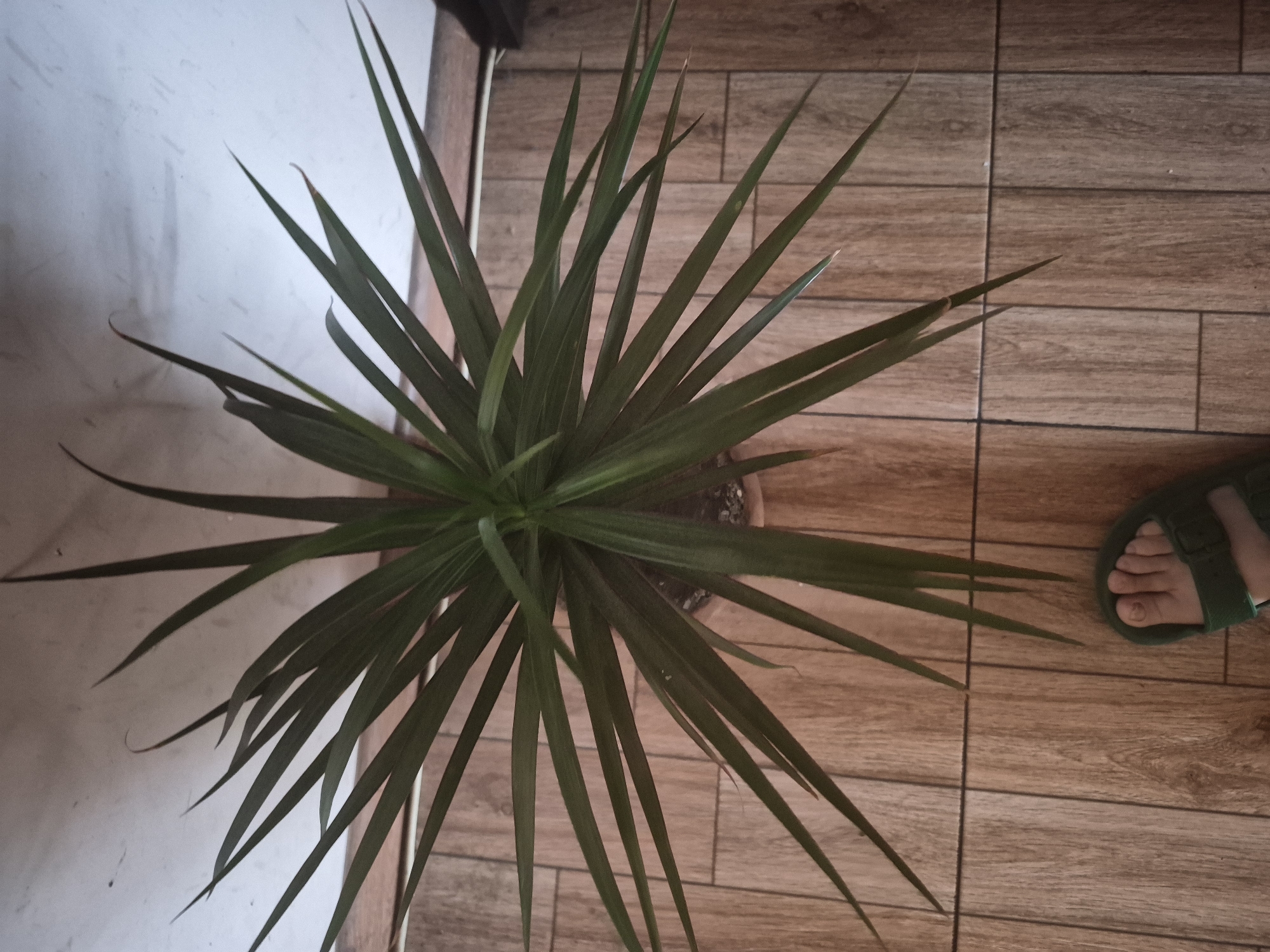 This overhead image captures a potted plant placed indoors. The central subject is a vibrant green plant, likely a Dracaena or Yucca variety, characterized by numerous long, slender, and pointed leaves radiating outwards from its center. The leaves are generally dark green, with some tips showing slight desiccation. The plant is in a simple brown pot, mostly concealed by the dense foliage.
The plant rests on a tiled floor, which features rectangular ceramic tiles designed to mimic a light brown wood grain pattern, with dark grout lines. A plain, light-colored wall is visible on the left side of the frame. In the bottom right corner, a human foot wearing a green open-toed sandal is partially visible, suggesting human presence nearby.
The photograph is taken from a high-angle perspective, looking directly down onto the scene. The lighting appears diffused and even, typical of indoor ambient light, without strong shadows. There is no specific activity taking place, nor is any text visible. The scene is static, depicting a casual indoor environment in Yerevan, Armenia.