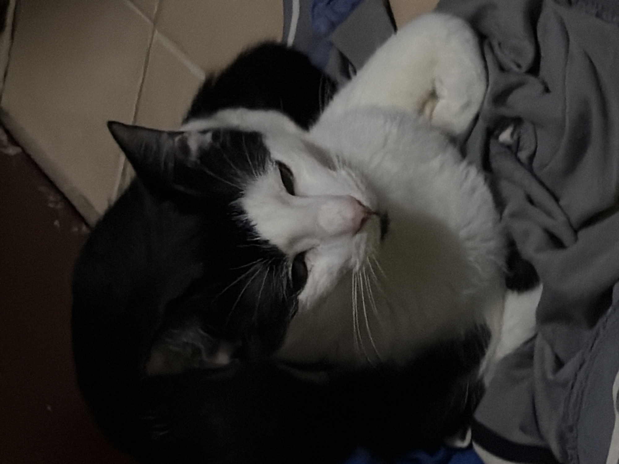 A black and white cat is curled up on top of gray fabric. The fabric appears to be clothing. The cat is oriented with its head facing the camera. The background shows tan tiles on the left side of the image. The location of the image is unknown.