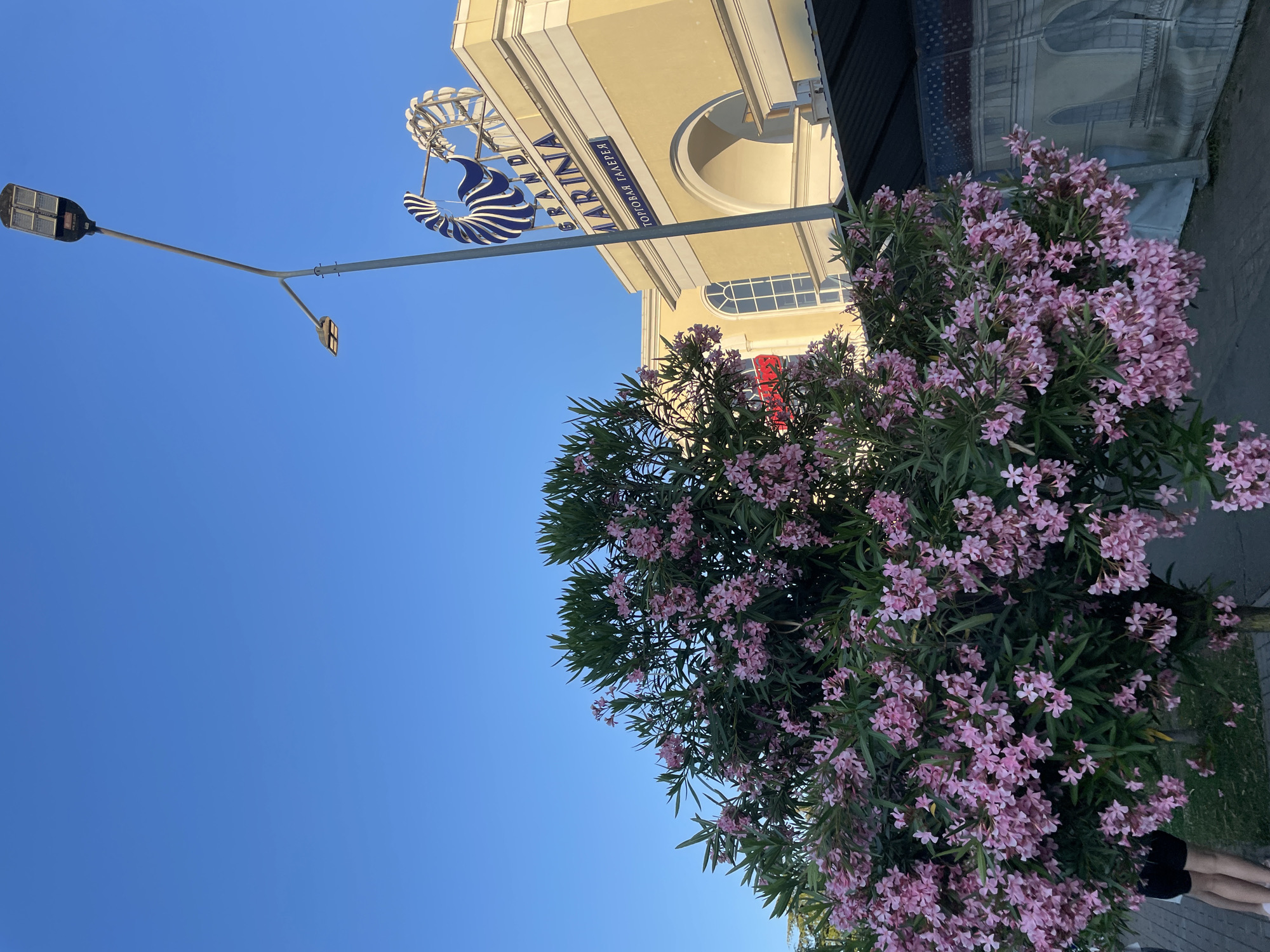 This image, captured in Sochi, Russia, shows an outdoor scene with a clear blue sky. In the foreground, a large bush of pink oleander flowers is in full bloom, its dense foliage and numerous blossoms dominating the right side of the frame. Behind the flowers, a pale yellow building with arched windows and a dark awning is visible. A prominent sign hangs from a lamppost in front of the building, featuring the text "GRAND MARINA" and some text in Cyrillic, which appears to be "ТОРГОВАЯ ГАЛЕРЕЯ". The lamppost itself is a modern design with solar panels. The composition suggests a sunny day, likely in the late afternoon or early evening, given the angle of the light. The overall impression is one of a pleasant, potentially tourist-oriented location, with the vibrant flowers adding a touch of natural beauty to the architectural backdrop.