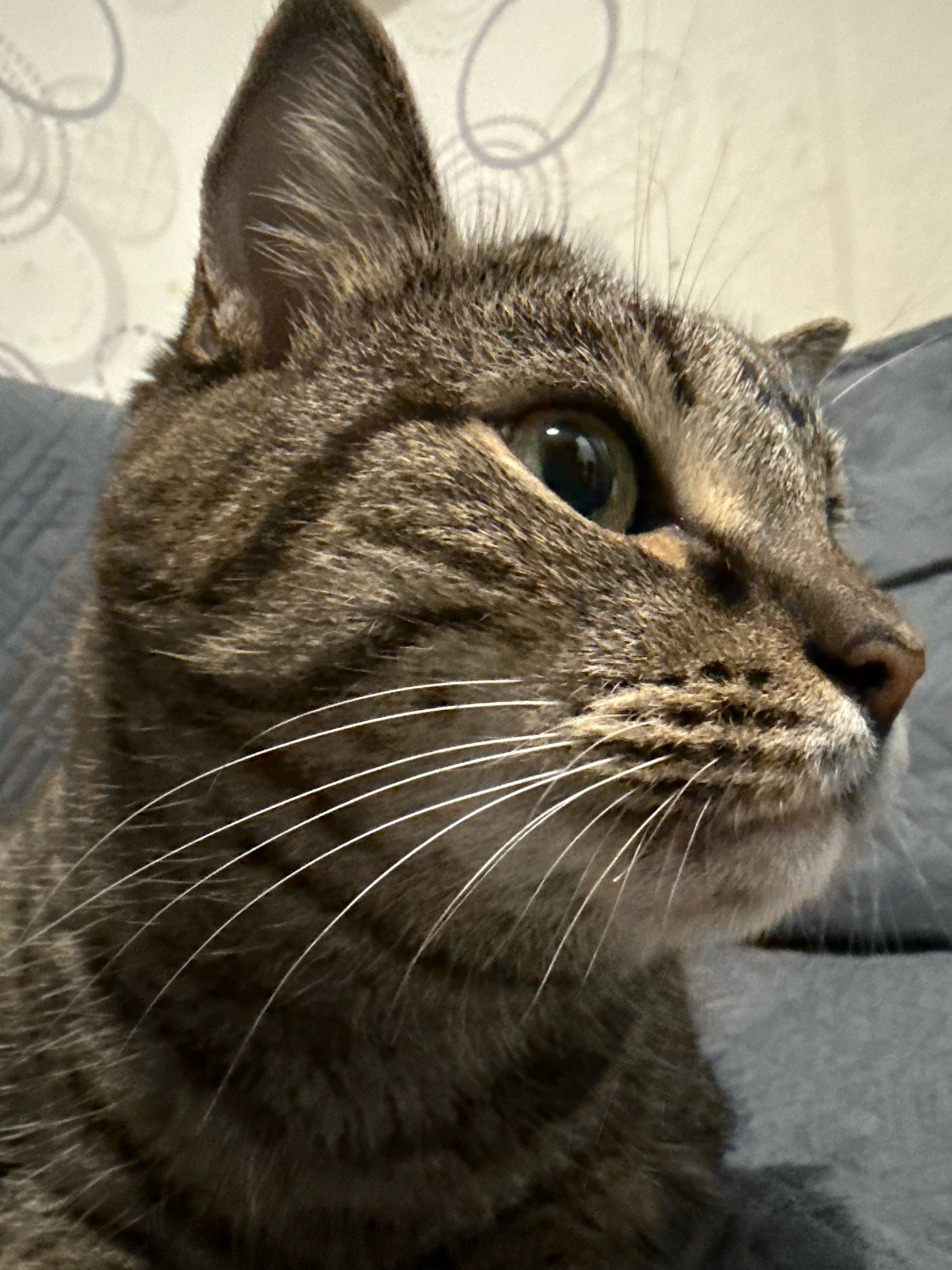 The image shows a close-up, profile view of a tabby cat's face. The cat has green eyes, prominent white whiskers, and a striped coat. It appears to be resting on a gray, textured surface, possibly a sofa or cushion. The background is slightly out of focus and shows a patterned wallpaper. There is no visible indication of the city of Pavlodar, Kazakhstan, nor any humans or specific actions taking place.