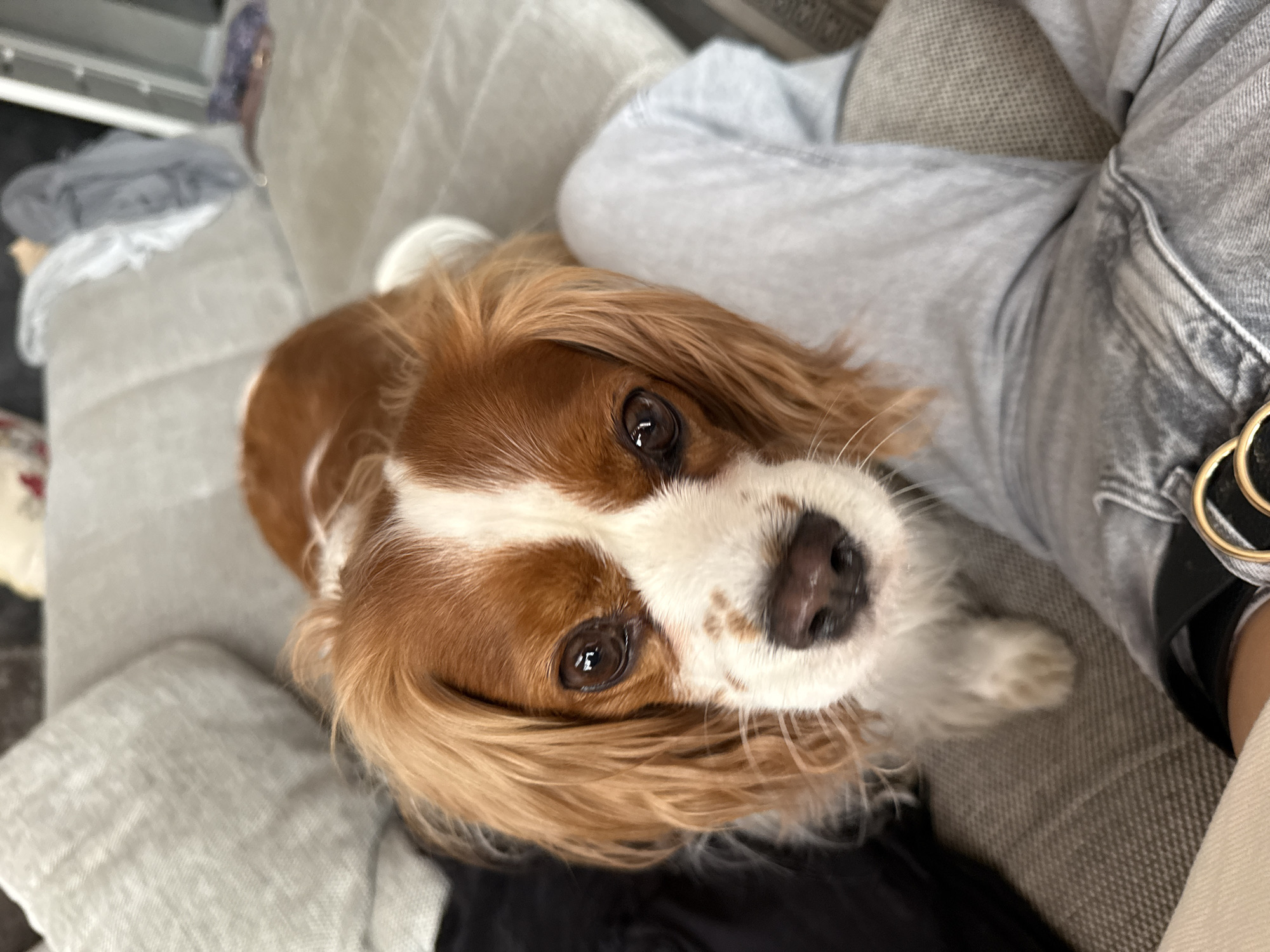 This media file shows a close-up, overhead shot of a Cavalier King Charles Spaniel dog with brown and white fur, lying on a sofa. The dog's head is tilted, and its large brown eyes are looking directly at the camera. Its nose is dark and wet, and its long, floppy ears frame its face. The dog's fur is soft and wavy, with a prominent white blaze down its forehead.
The setting appears to be an indoor environment, likely a living room, with the dog resting on a textured gray sofa. A person's legs, clad in gray denim jeans and a light-colored top, are visible in the upper right portion of the image, indicating the dog is likely interacting with or being held by someone. A glimpse of a black garment is also visible beneath the dog. The lighting suggests it is daytime, and the scene conveys a sense of warmth and domesticity. No text is visible in the image. The overall mood is affectionate and gentle, highlighting the dog's expressive gaze.