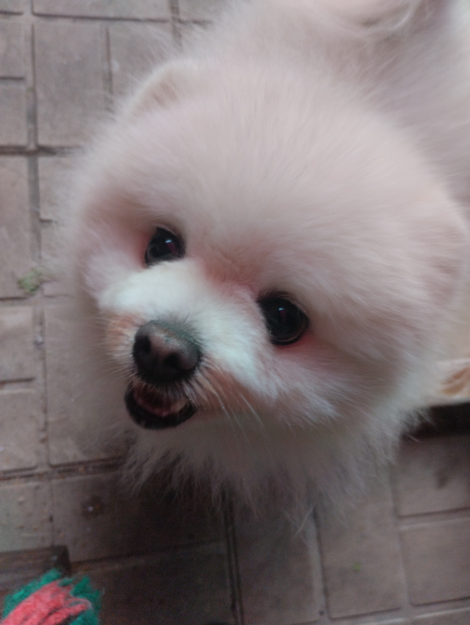 The image shows a close-up, eye-level shot of a fluffy white Pomeranian puppy on a light grey tiled surface. The puppy is facing upwards, looking towards the camera with its mouth slightly open, revealing a pink tongue and small white teeth. Its dark eyes reflect light, and its black nose is prominent. The puppy has bright pink skin around its eyes. In the lower left corner of the image, a portion of a toy, appearing to be made of red and green yarn or rope, is visible. The background consists of the tiled surface, which appears to be outdoors or in an area with similar flooring. There is no discernible presence of people or any specific urban environmental features that would suggest the city of Urkovo, Russia.