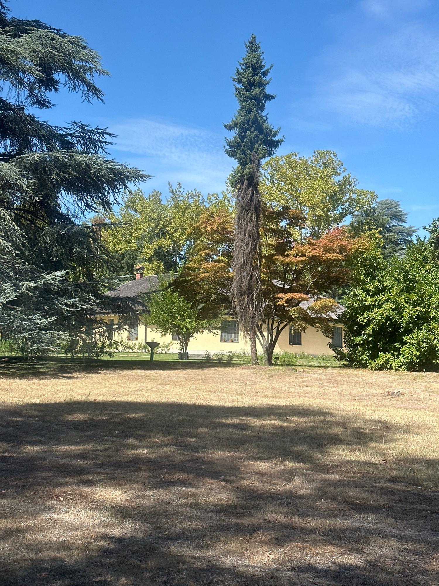 A pastoral scene unfolds with a light yellow house peeking through mature trees under a clear blue sky with wispy white clouds. The house features a dark roof and a red brick chimney. In the foreground, dry, light brown grass stretches across the frame, dappled with shadows cast by unseen trees. Various trees surround the house, including a tall, slender evergreen with a distinctive withered trunk, a cedar with blue-green foliage on the left, and deciduous trees displaying a mix of green and autumnal colors in the background. The overall impression is one of a serene, somewhat overgrown property bathed in bright sunlight. The location is not specified to be in Belgrade, Serbia or any other city.