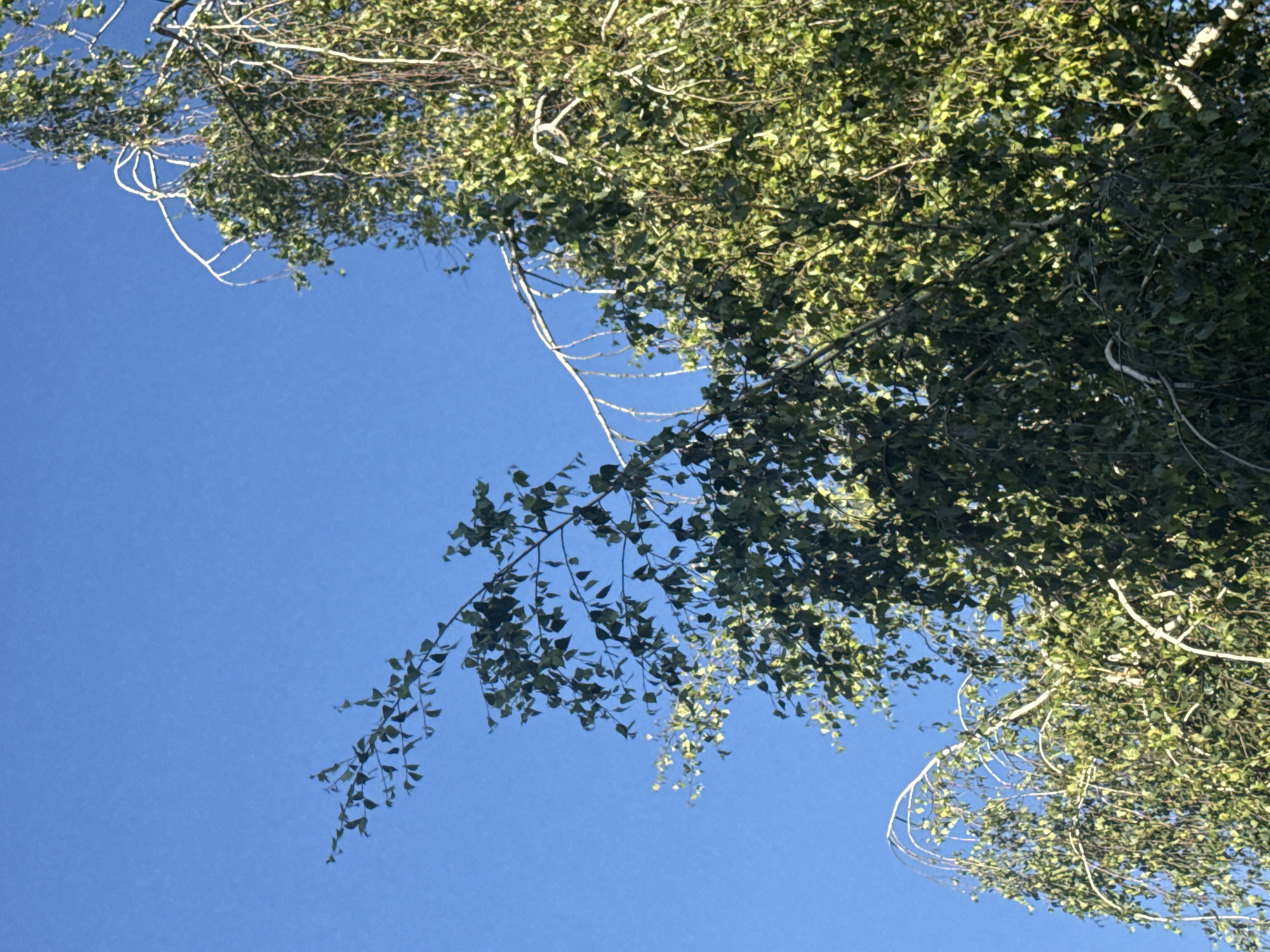 This media file captures an upward-looking view of a tree against a clear blue sky. The subjects are the branches and green leaves of a deciduous tree, with a bright blue sky serving as the background. The scene is natural and serene, with no people or objects visible other than the tree.
The activity taking place is simply the presence of the tree, suggesting a peaceful, outdoor setting, likely in a park, forest, or yard. The time of day appears to be daytime, given the brightness of the sky and the clarity of the light illuminating the leaves. The weather seems to be fair and sunny, with no clouds present.
Notable details include the density of the foliage, with many small, green leaves creating a textured canopy. The branches are a lighter color, contrasting with the leaves. Some of the branches have a graceful, arching shape, reaching out into the open sky. The overall emotion conveyed is one of tranquility and natural beauty. There is no visible text in the image. The provided location context of Яромінскі сельскі Савет, Belarus, places this scene within a rural or semi-rural area of Belarus, known for its natural landscapes.