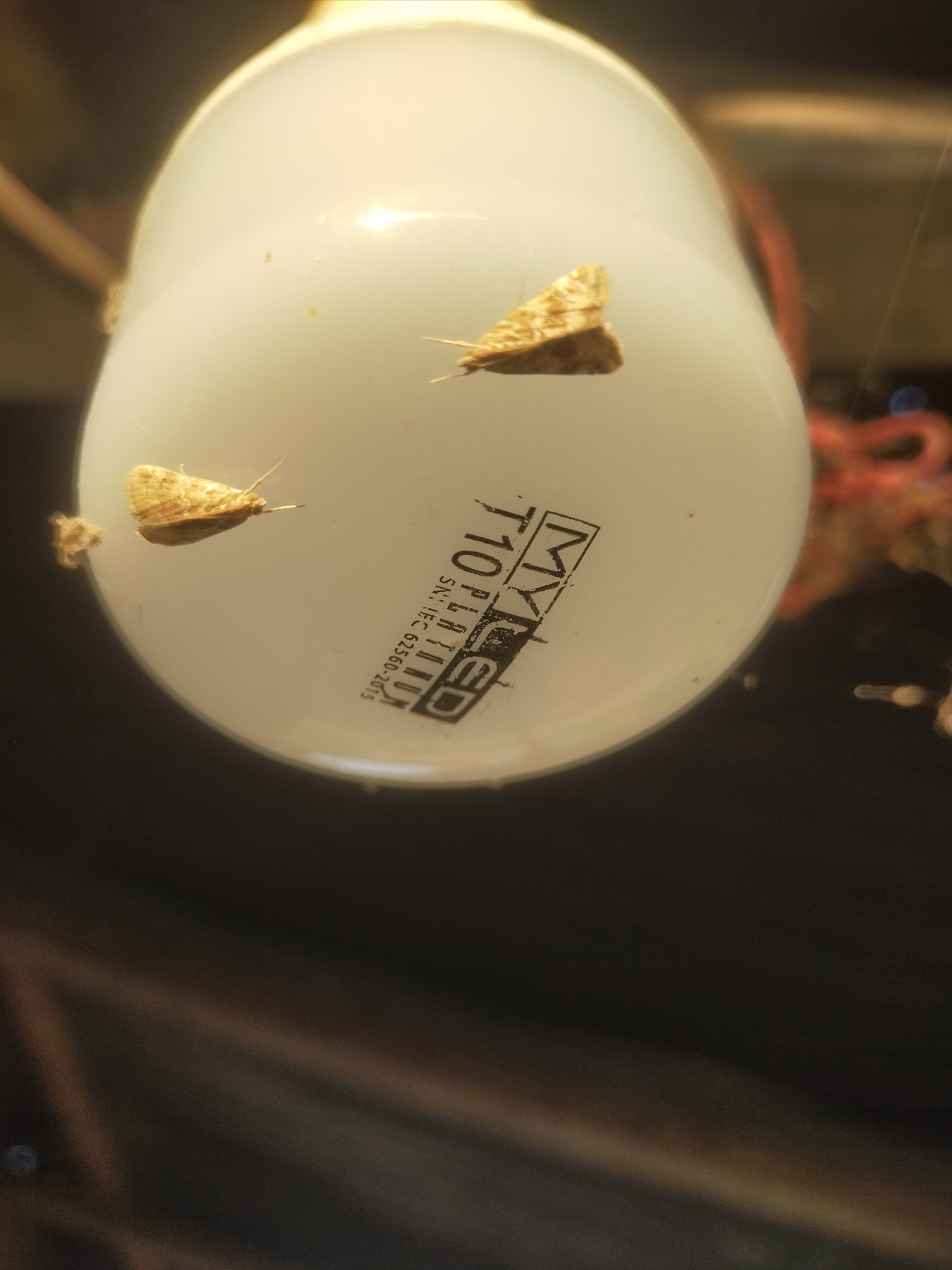 The image shows three small moths resting on a white light bulb. The light bulb has text printed on it, which appears to be a manufacturer's label. One moth is located on the upper left side of the bulb, another on the upper right, and the third is on the lower left. The background is dark and out of focus, but appears to be an indoor setting. There is no information in the image to suggest the location is in the city of Padang Dalom, Indonesia.