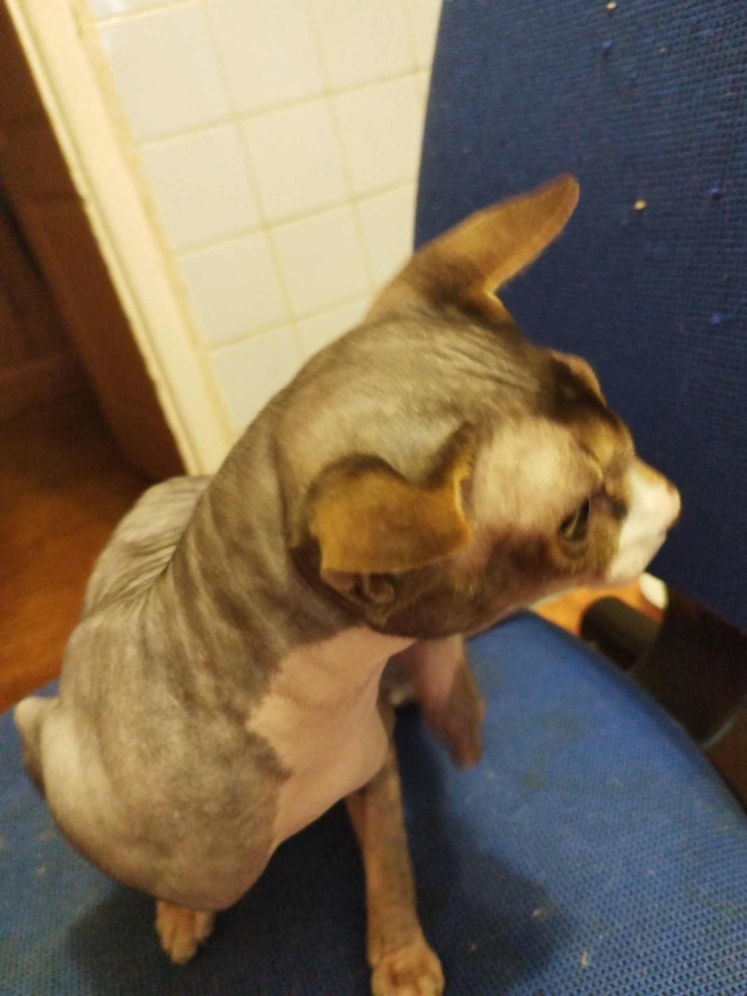 A hairless cat with grey tabby markings and pale pink skin is seated on a blue textured chair. The cat is facing to the right, with its head turned slightly towards the viewer, revealing its green eyes. Its ears are large and pointed, with a yellowish-brown hue. The background shows a tiled wall and a wooden surface. The scene appears to be indoors.