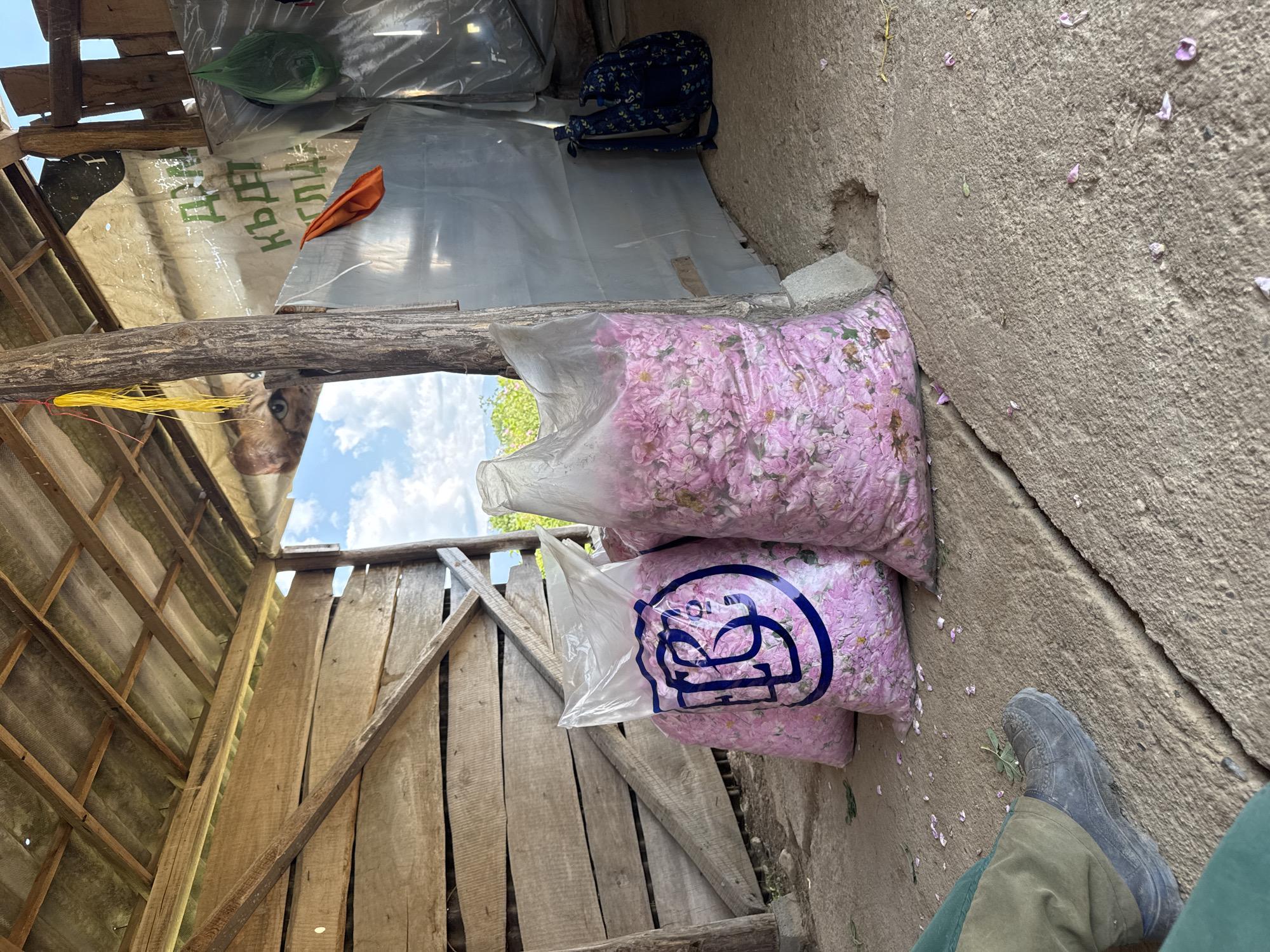 The scene depicts a partially enclosed wooden structure, possibly a shed, in the city of Unknown, Unknown. Two large, clear plastic bags filled with pink flower petals are stacked against a rough concrete wall. A worn gray boot and green trousers are visible in the lower right corner, suggesting a person is present. Above the bags, the wall continues, speckled with scattered flower petals. Inside the wooden structure, a patched roof and supporting beams are visible, with blue sky peeking through gaps. A glimpse of an animal's face is visible between the roof beams and the sky. In the background, additional items covered with plastic sheeting are visible.