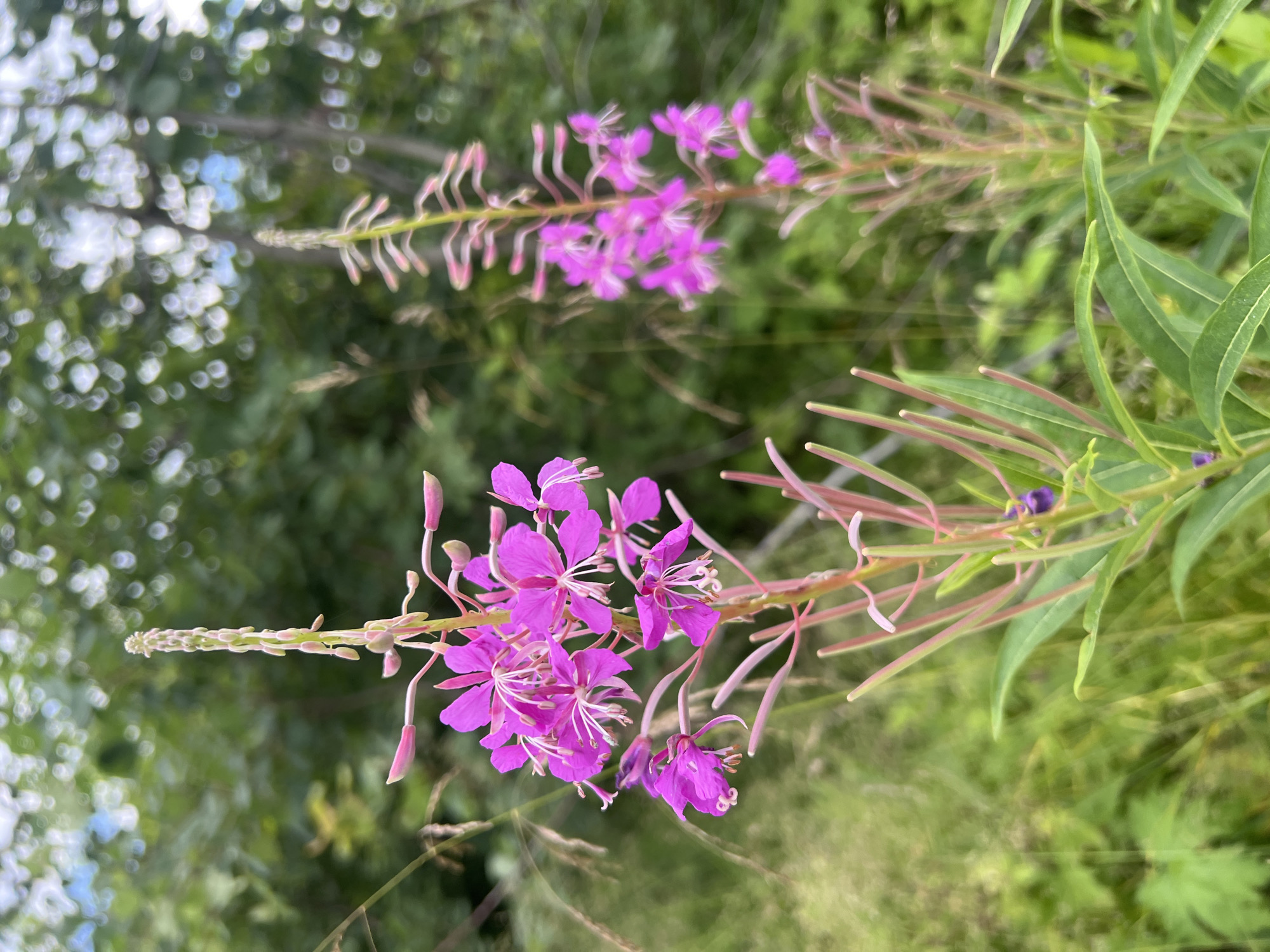 A close-up, eye-level, vertical shot captures two tall, slender stalks of bright pink fireweed flowers blooming in a field of green grass. The fireweed stalks are the primary subjects, with the stalk on the left being larger and more in focus than the one on the right, which is slightly blurred. The flowers are a vibrant magenta, with delicate, thin petals and thin white stamens. The stalks are covered in small buds and developing seed pods. The background is a soft blur of green foliage and dappled sunlight, suggesting an outdoor natural setting. The image appears to have been taken in a field or meadow on the outskirts of Gubakha, Russia, where fireweed is a common wild plant. There are no people or animals visible in the image.