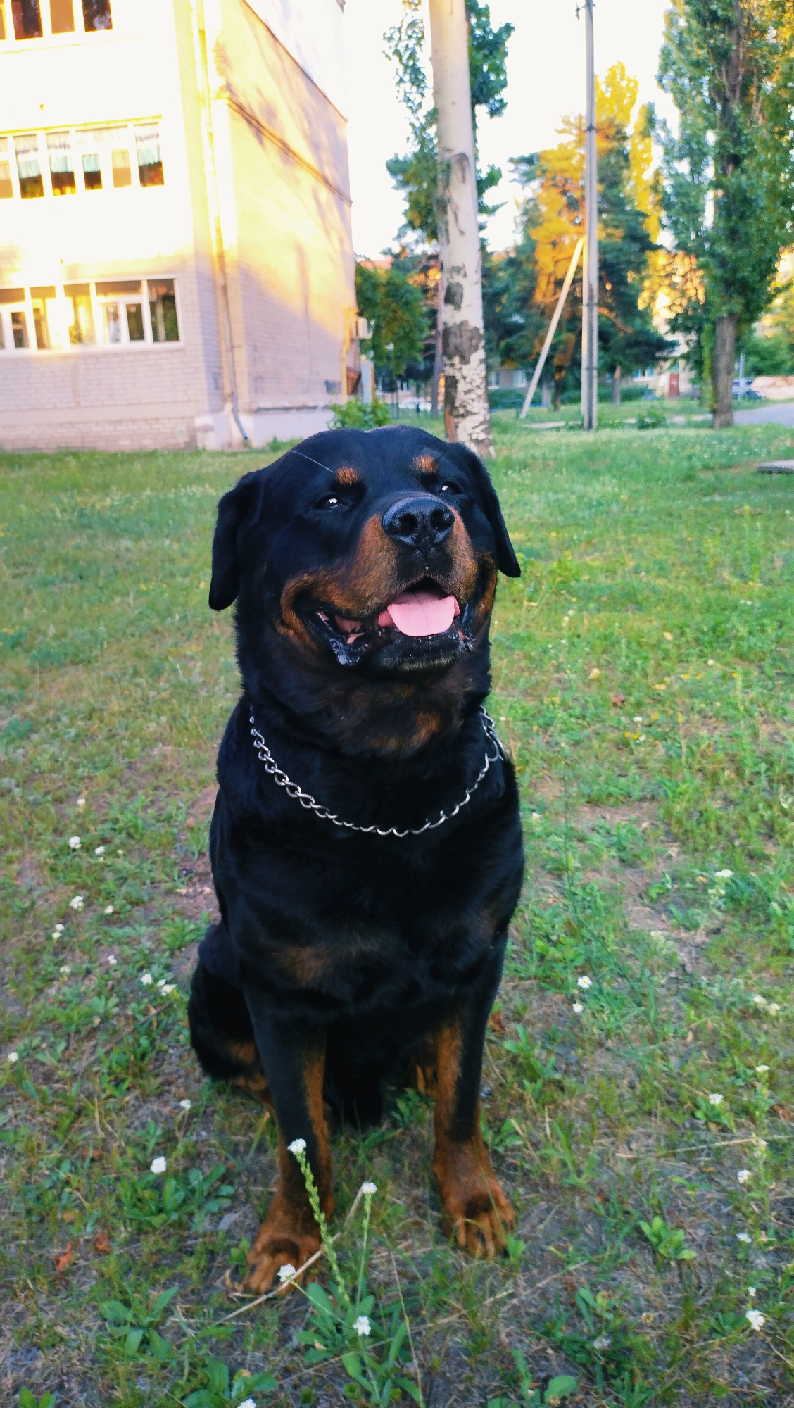A Rottweiler dog is sitting on a grassy area in front of a multi-story building and trees. The dog is black and tan with a metal chain around its neck. It is panting with its tongue out. The building is light brown and has several windows. The trees are green and some have yellow leaves. The sky is bright and there are some shadows on the building. This scene is located in Horishni Plavni, Ukraine.