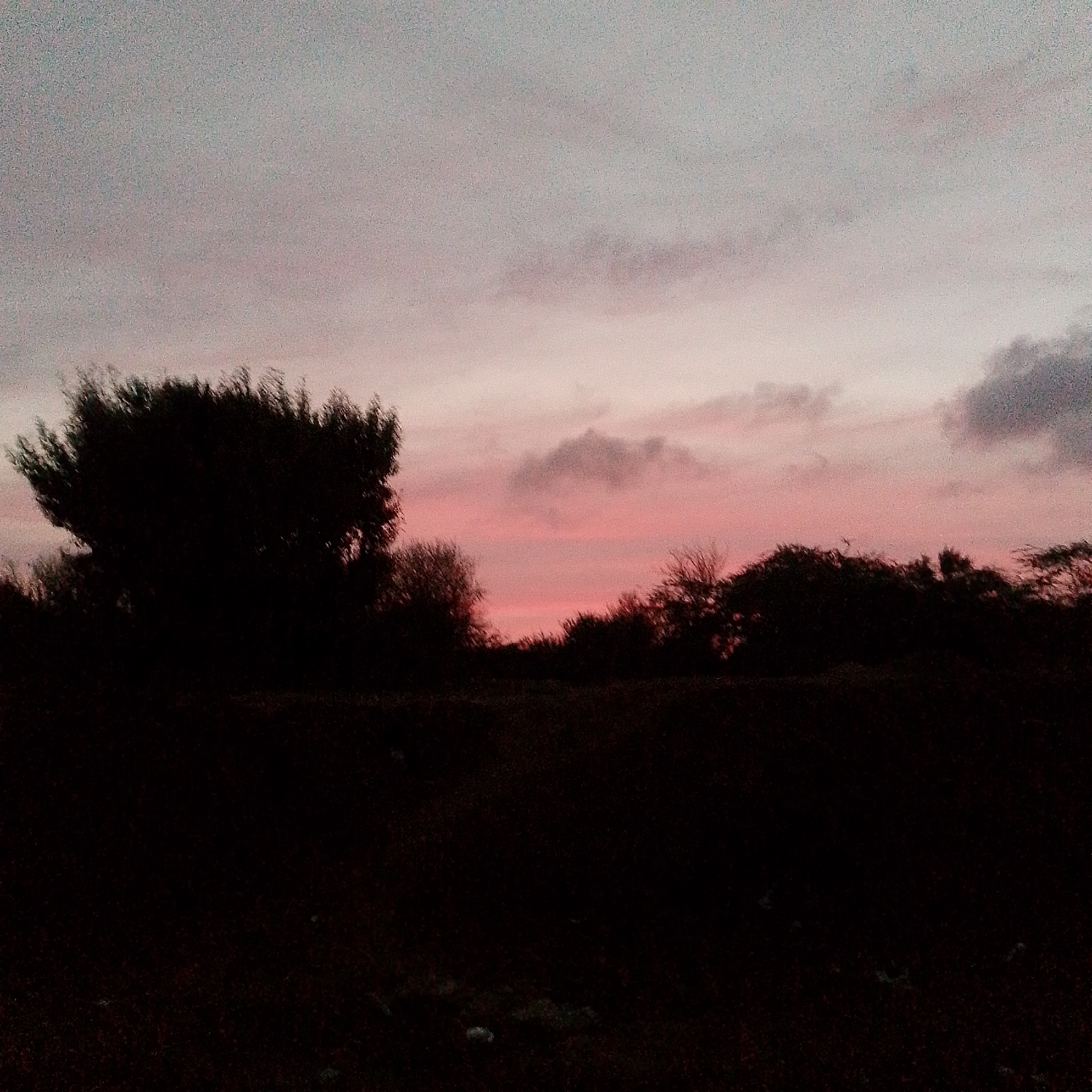 The image shows a landscape at dusk or dawn, likely in Altagracia, Venezuela. In the foreground, there is a dark, undefined area of land or field. A line of silhouetted trees and bushes is present in the middle ground. The sky exhibits pink hues, suggesting either sunrise or sunset, with some clouds scattered.