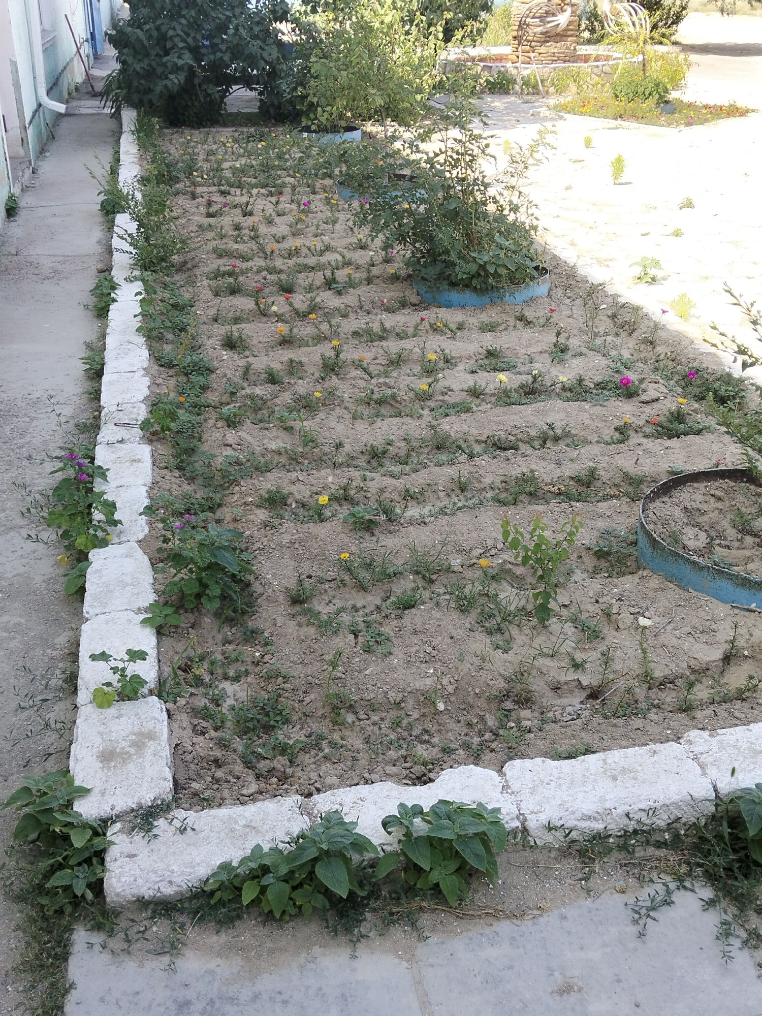 The image depicts a well-maintained garden area in Батыр ауылдық округі, Kazakhstan. The garden bed is rectangular, bordered by white concrete blocks. Inside the bed, rows of small flowering plants with pink, yellow, and orange blooms are visible in the sandy soil. Some larger green bushes are also present, one in a blue planter. A pathway made of concrete runs alongside the garden bed. In the background, trees and a stone structure with decorative elements can be seen. The overall impression is one of a quiet, natural setting, possibly a public space or a residential garden. There are no people visible in the image.