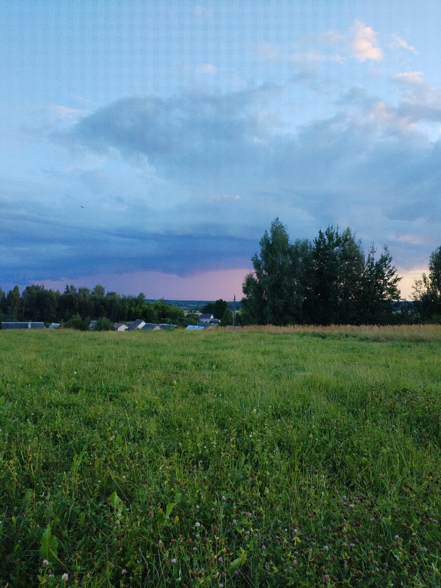 The image captures a rural landscape, likely in the vicinity of Bialynichy, Belarus. A vast, green grassy field occupies the foreground, dotted with small wildflowers. In the middle ground, a line of trees separates the field from a cluster of houses with peaked roofs, indicative of a small village or settlement. Beyond the houses, more trees and greenery extend to the horizon. The sky above is a dramatic mix of colors, with dark, ominous clouds tinged with purple and pink hues from what appears to be a sunset or approaching storm. The overall atmosphere is serene yet somewhat moody due to the contrasting elements of the vibrant field and the turbulent sky. There are no people or animals visible in the image.