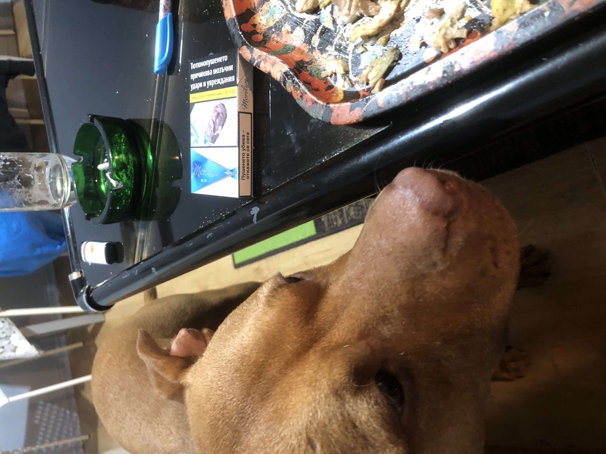 The image captures a scene featuring a light brown dog with a close-up view of its nose and face. The dog is situated near a black table on which several items are placed. These items include a green ashtray with a glass pipe resting on it, a pack of "Merilyn Blue" cigarettes (with Bulgarian text), and a tray containing food. The items on the table and the cigarette pack suggest the location may be in Bulgaria. Additional elements in the background include a blue object and a metal shelving unit with visible objects.
