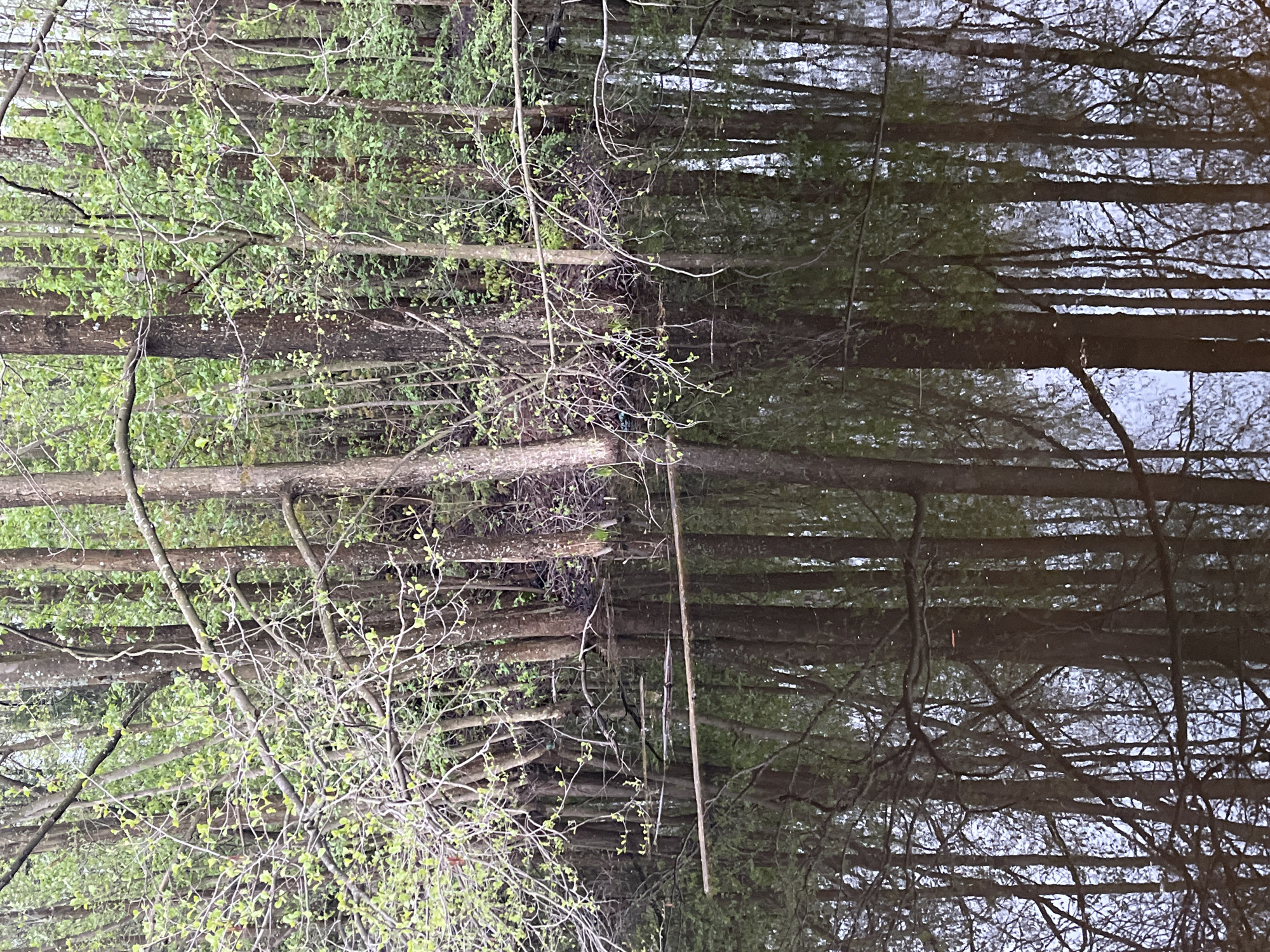 The image shows a forest scene, likely a reflection in water. Tree trunks are visible, some with young green leaves. The reflections in the water create a mirrored effect, making it difficult to distinguish between the actual trees and their reflections. The overall tone is muted, with a mix of light and dark areas. There is no information in the image to determine the location is in Chaikovsky, Russia.