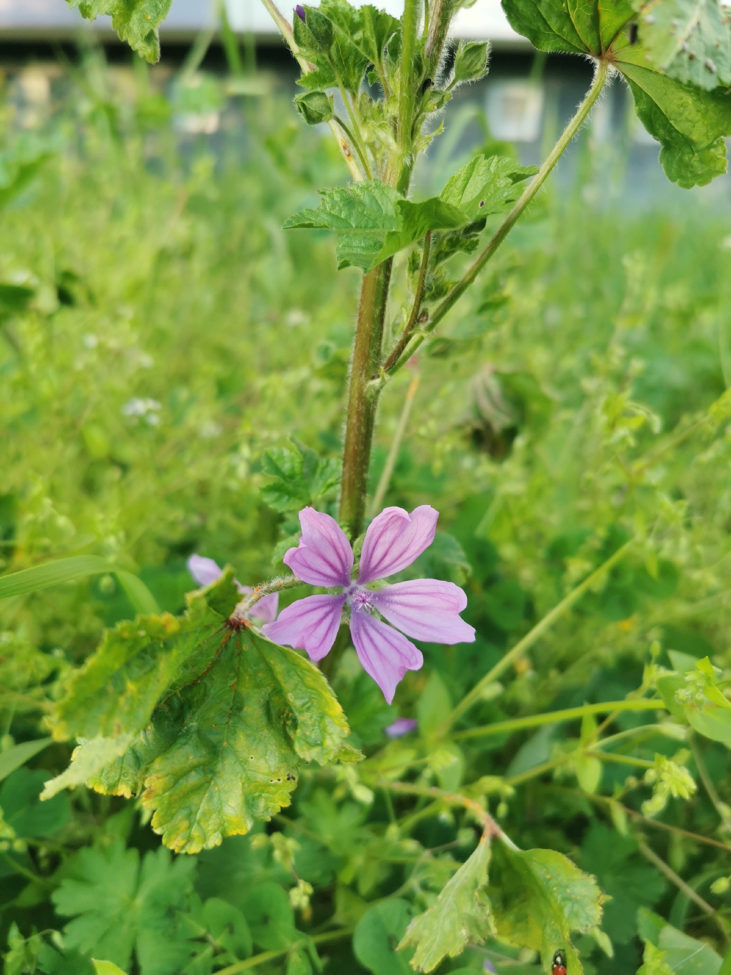 The original image captures a close-up of a vibrant purple flower, likely a Common Mallow (Malva sylvestris), set against a soft, out-of-focus background of lush green foliage. The flower, positioned in the lower-center left of the frame, displays five delicate, lilac-hued petals with prominent darker purple venation, radiating from its intricate center.
The plant's main stem, visible vertically through the upper and middle sections, is sturdy, green, and covered with fine, light hairs. Several green leaves, some appearing slightly ruffled or exhibiting minor yellowing along their edges, are attached to the stem and partially frame the flower. The background consists of a blurred tapestry of various green plants and grasses, creating a shallow depth of field (bokeh effect) that highlights the foreground subject.
The lighting suggests it is daytime, with soft, natural illumination on the scene, indicating a bright yet potentially overcast day without harsh shadows. In the bottom right corner, partially visible in one of the provided crop images, a small red and black ladybug can be seen resting on a leaf. The overall scene depicts a natural, undisturbed outdoor environment, characteristic of wild flora found in regions such as Burgas, Bulgaria. No text is visible in the image.