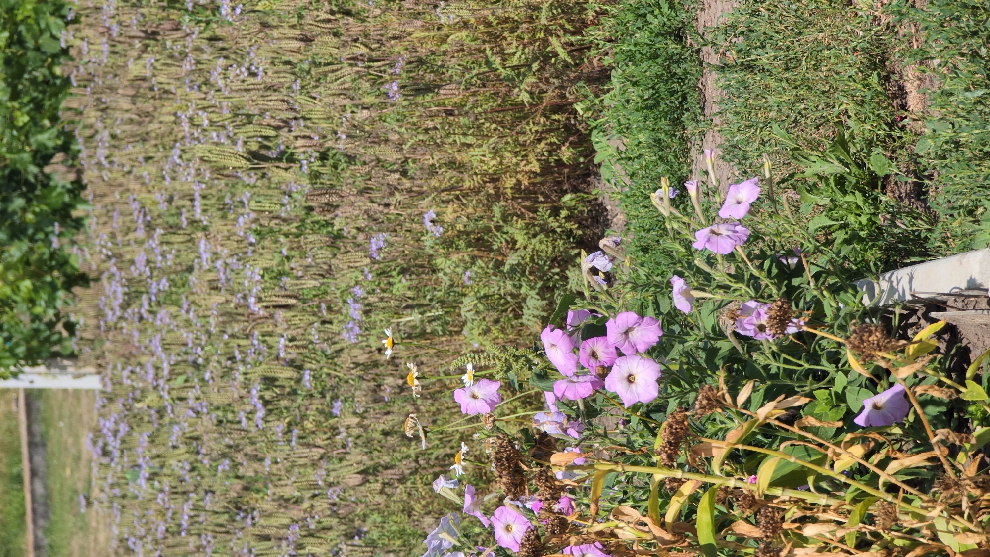 This is a vertical, medium-distance, eye-level shot of a flowerbed with a variety of purple and white flowers, along with some dried brown plants and green foliage. In the foreground, to the left, there are several purple petunias in bloom, with some dried seed pods on brown stems. To the right of the petunias, there are more purple petunias and some white daisy-like flowers with yellow centers. In the background, there is a dense field of small purple flowers with long, thin stems, interspersed with green foliage and some dried brown stalks. The ground in the foreground is covered with green grass and a concrete border is visible along the bottom edge. The lighting suggests it is daytime, with sunlight casting shadows.