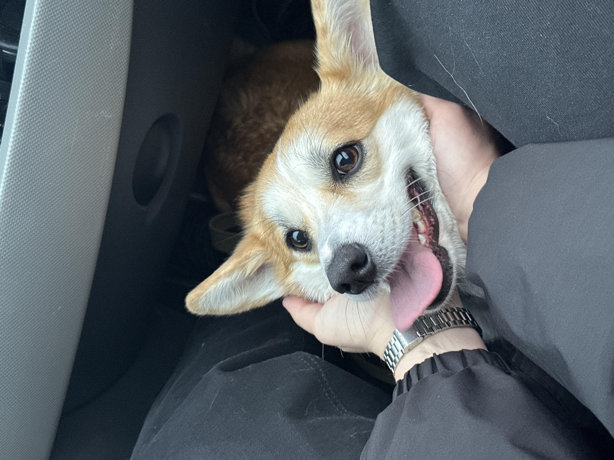 A close-up shot depicts a Pembroke Welsh Corgi in a car, with a person's hand holding the dog's face. The dog's tongue is visible. The person is wearing a watch and dark clothing. The interior of the car is visible, including a textured gray panel and black fabric. The location is unknown and cannot be confirmed to be Chaikovsky, Russia.
