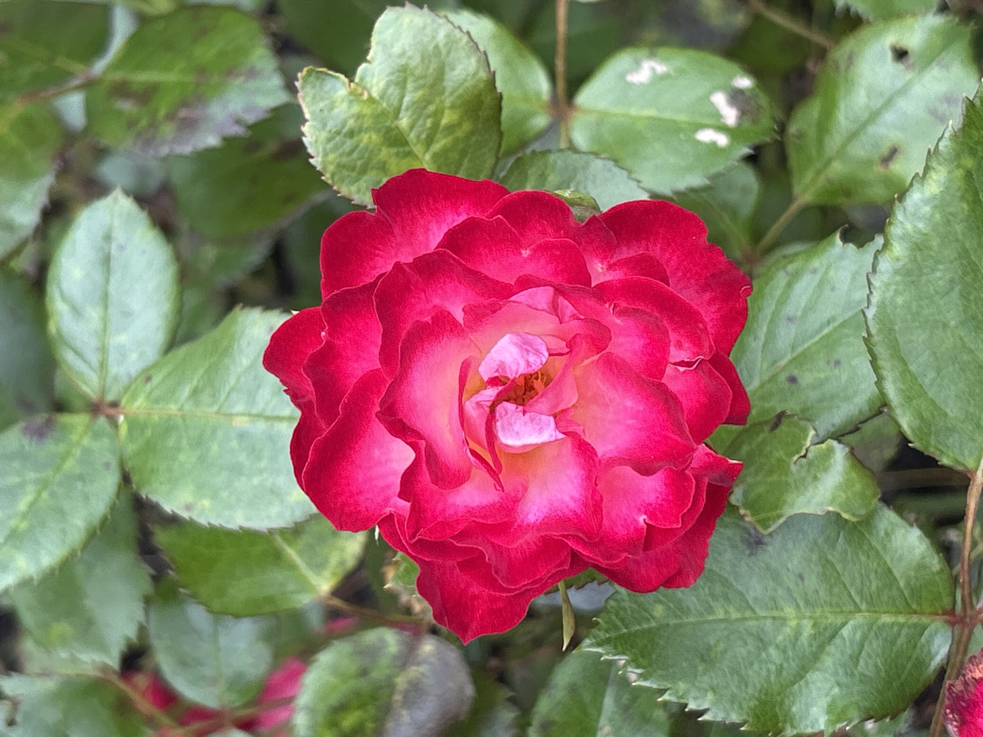 A close-up, vertical shot captures a vibrant red rose bloom, its petals edged in a lighter pink, set against a backdrop of lush green rose leaves. The leaves, some showing signs of natural weathering with dark spots, are a rich, deep green, with serrated edges and visible veins. The rose itself is the primary focal point, its ruffled petals unfurling to reveal lighter pink and yellow hues at its center. The lighting suggests an outdoor setting, possibly a garden, with the natural light casting subtle shadows and highlighting the textures of the petals and leaves. The image does not depict any people, specific actions, or interactions, nor does it provide any context related to the city of Mount Royal, Canada. It is a still life composition focused solely on the beauty of the rose and its surrounding foliage.