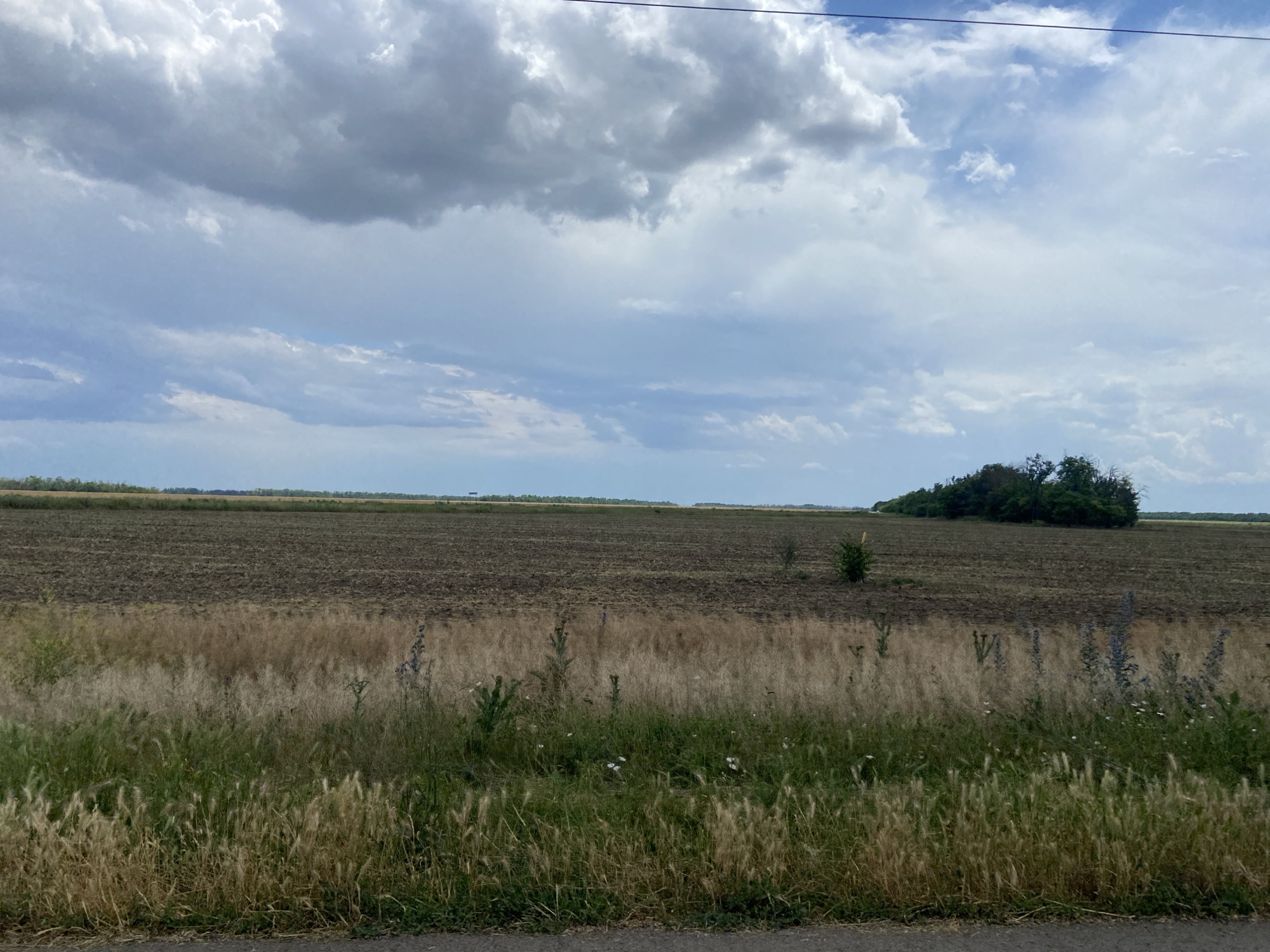 The image captures a wide, flat agricultural landscape under a dramatic, cloudy sky. The foreground is dominated by tall, dry grasses and wildflowers, with patches of greener vegetation interspersed. Beyond this, a large, dark brown field appears to have been recently plowed or harvested, showing the tilled earth. In the distance, a line of trees forms a dark green band across the horizon, with a denser cluster of trees on the right side of the frame. A single, small tree stands in the middle of the plowed field. The sky is filled with heavy, grey clouds, suggesting an overcast or impending weather event, possibly rain. A thin black wire is visible stretching across the top of the frame, indicating the presence of power lines. There is no discernible text or human activity in the scene. The overall impression is one of a rural, natural setting, likely in the afternoon given the lighting. The location context is Taganrogsky, Russia.