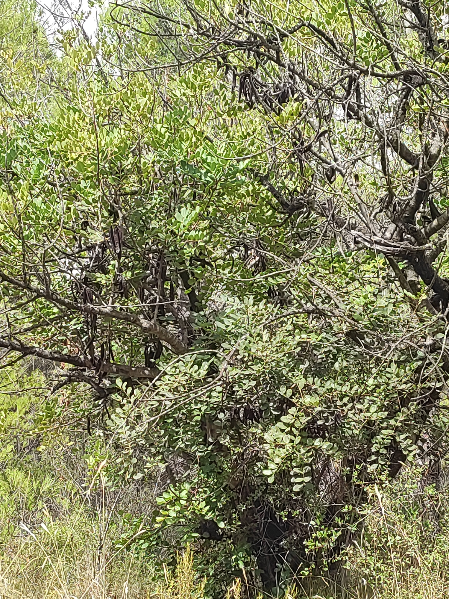 The image shows a close-up of a carob tree with dark brown, elongated pods hanging from its branches. The tree is dense with green leaves, creating a textured background. The lighting suggests an outdoor, natural environment, possibly a rural area given the presence of dry grass and other vegetation in the foreground and background, which is consistent with the natural landscape of Suera, Spain. There are no people or animals visible in the image.