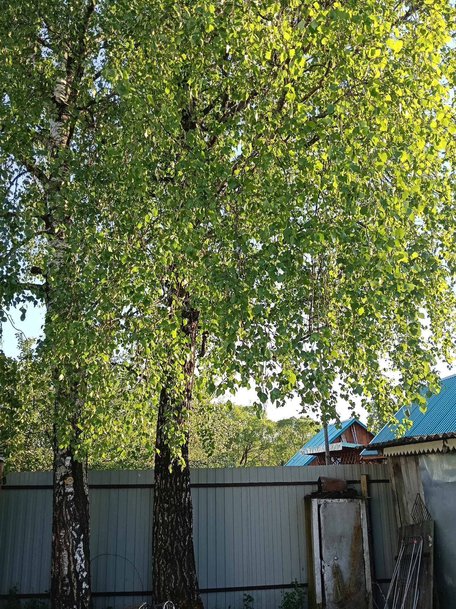 The image depicts a scene in Красный Маяк, Russia. Two birch trees dominate the foreground, their foliage densely obscuring much of the background. The trunks are visible, displaying the characteristic white bark. A grey corrugated metal fence stretches across the middle ground, partially obscuring a shed and another structure with a blue corrugated roof. Some metal tools are leaning against the shed, and another metal structure stands directly in front of the fence. The overall impression is one of a backyard or garden setting.
