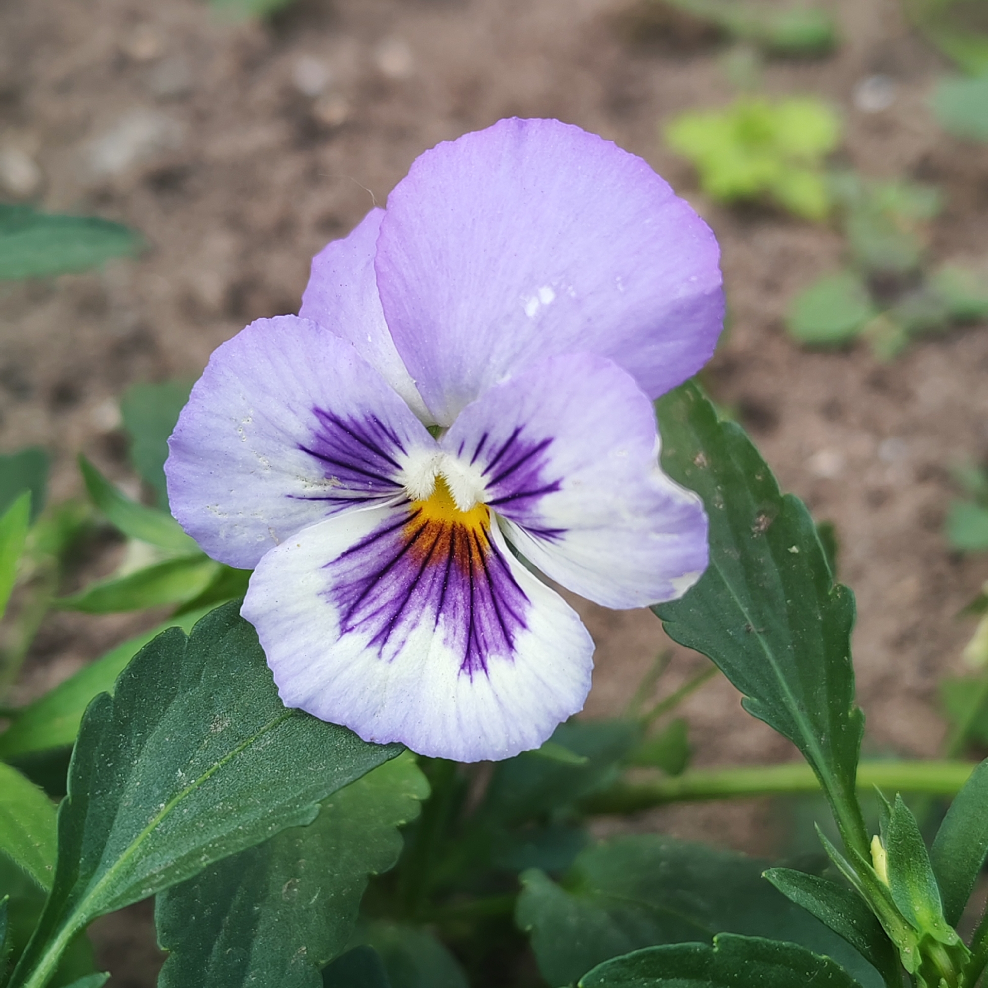 A close-up shot shows a single pansy flower in full bloom. The flower has a mix of light purple and white petals with dark purple lines radiating from its center. The center of the flower is yellow and orange. Surrounding the flower are green leaves. The background is a blur of brown soil and other greenery. The location, Chaikovsky, Russia, is not evident from this image alone.