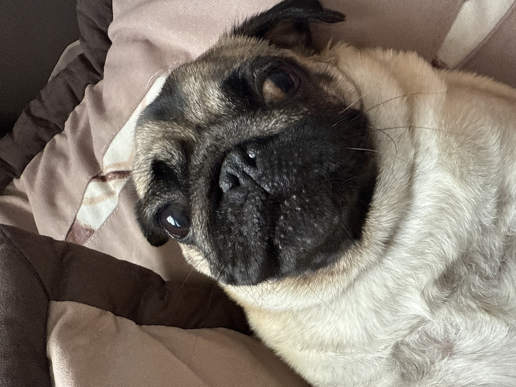 A pug dog is lying on a brown, beige, and white patterned blanket. The pug is facing the camera with its head tilted. Its eyes are open and looking slightly to the left. The dog's fur is light tan and white, with black markings around its eyes and nose. The pug appears relaxed and comfortable. The lighting suggests it might be indoors during the day. There is no visible text in the image.