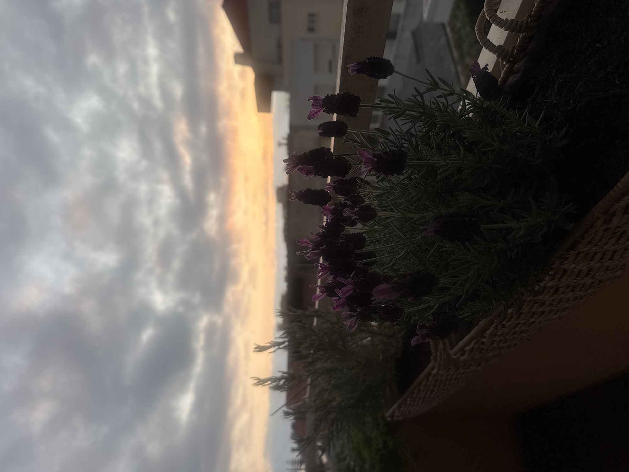 The image depicts a close-up view of lavender plants in a wicker planter on a balcony, with the sky at sunset visible in the background. The sky is filled with gray and orange clouds, indicating twilight. In the distance, buildings of Vila Nova de Gaia, Portugal, are visible, with some of the structures featuring red-tiled roofs. The foreground is dominated by the dark purple flowers of the lavender, with their slender green stems and leaves. The lighting suggests it is either early morning or late evening. There are no people or animals present in the scene. The composition is framed by the balcony railing.