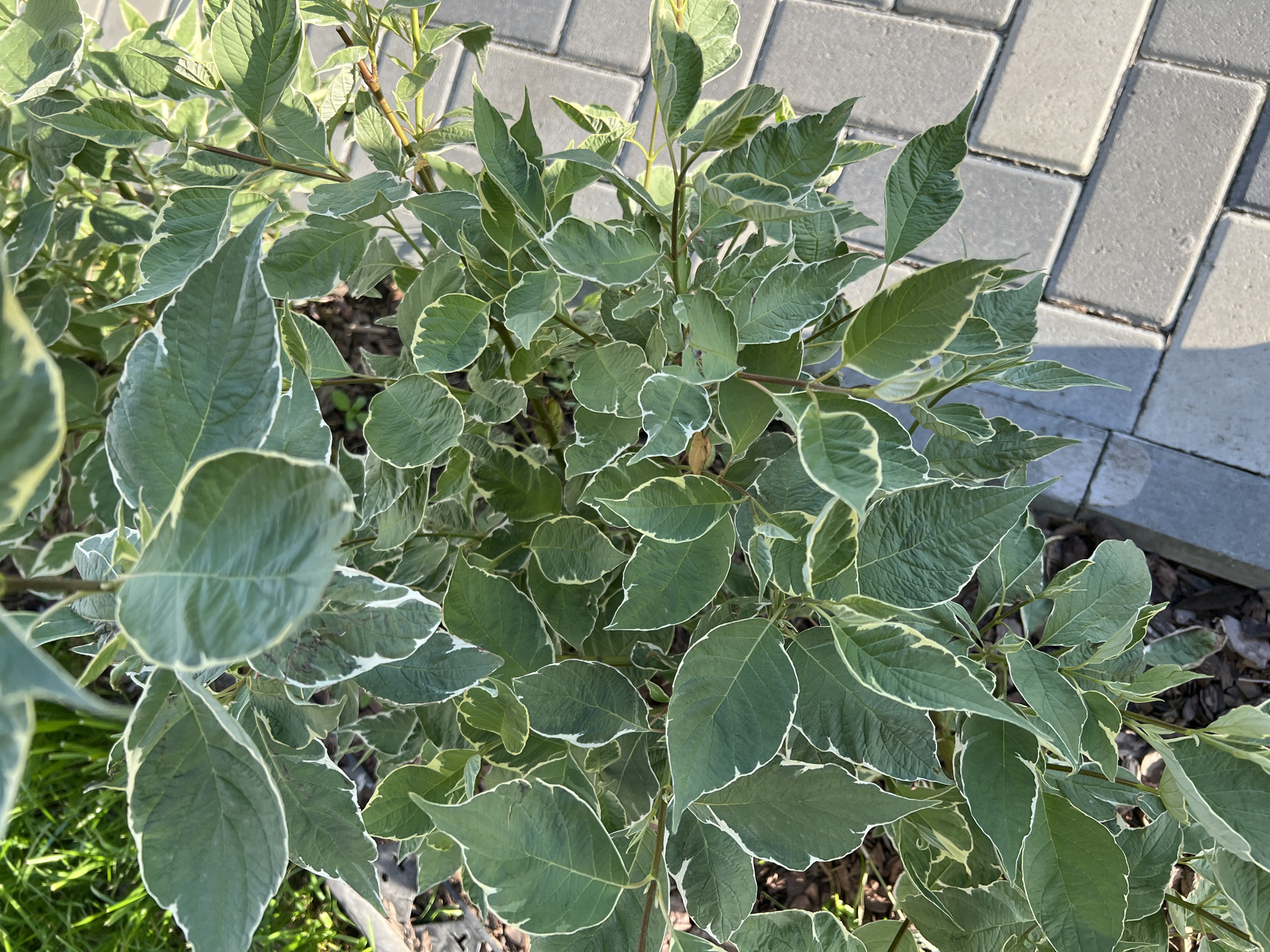 The image shows a close-up view of a plant with variegated green and white leaves. The plant is situated outdoors, with visible grey brick paving stones to the right and dark mulch or soil on the ground to the left. Sunlight illuminates the leaves, creating highlights and shadows. The background shows a hint of green grass in the upper left corner. The scene appears to be a garden or landscaped area in a city. Based on the provided information, this scene is located in the city of Yekaterinburg, Russia.