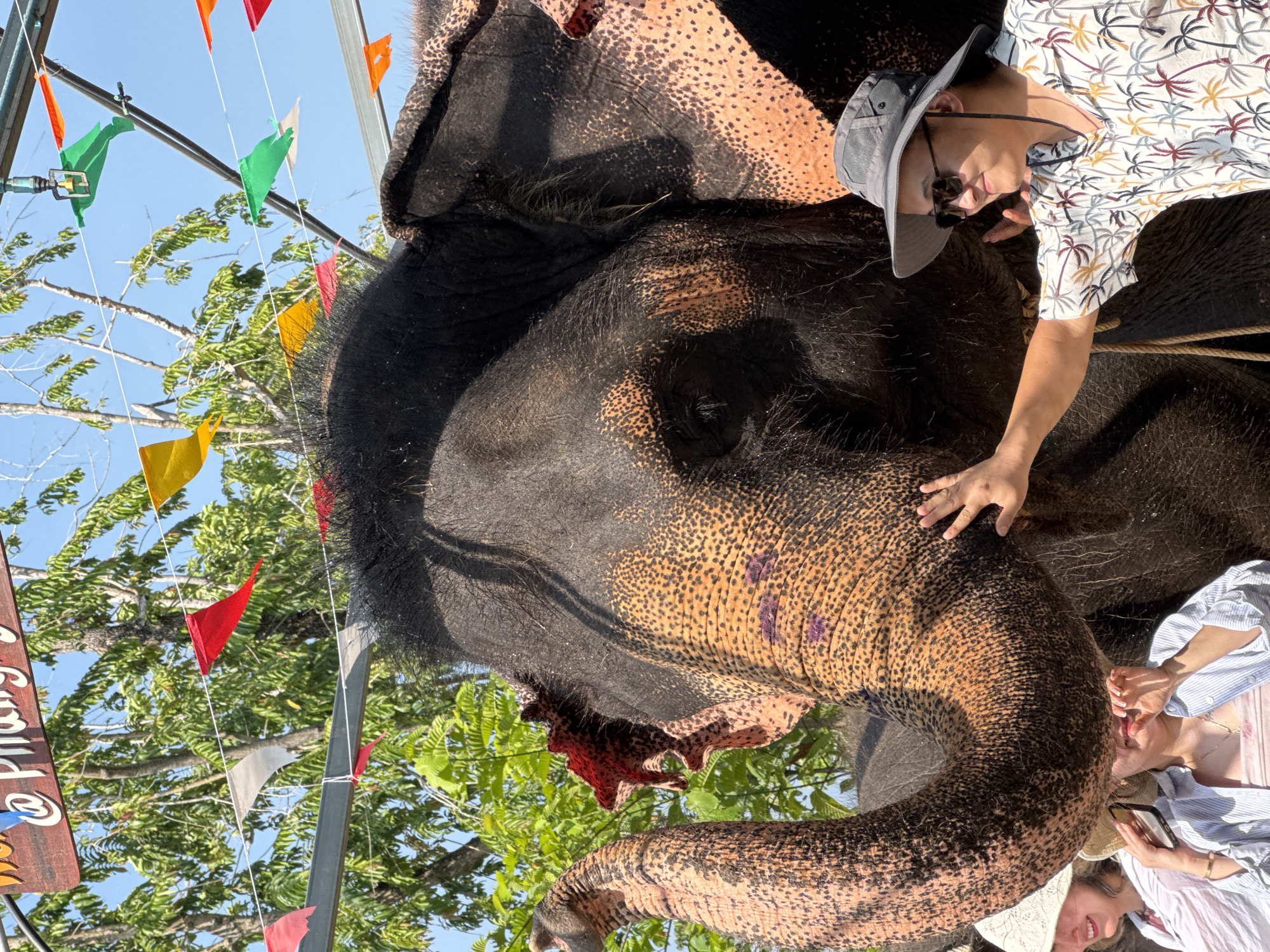 In Ban Tong Lang, Thailand, an elephant stands outdoors, its head facing the viewer's left. The elephant's trunk curves downwards, and its rough skin is visible. A person wearing a white shirt with a palm tree pattern, a hat, and sunglasses is touching the elephant's head. Colorful flags hang in the background, along with trees and a sign. Other people, possibly tourists, are partially visible near the elephant's trunk.