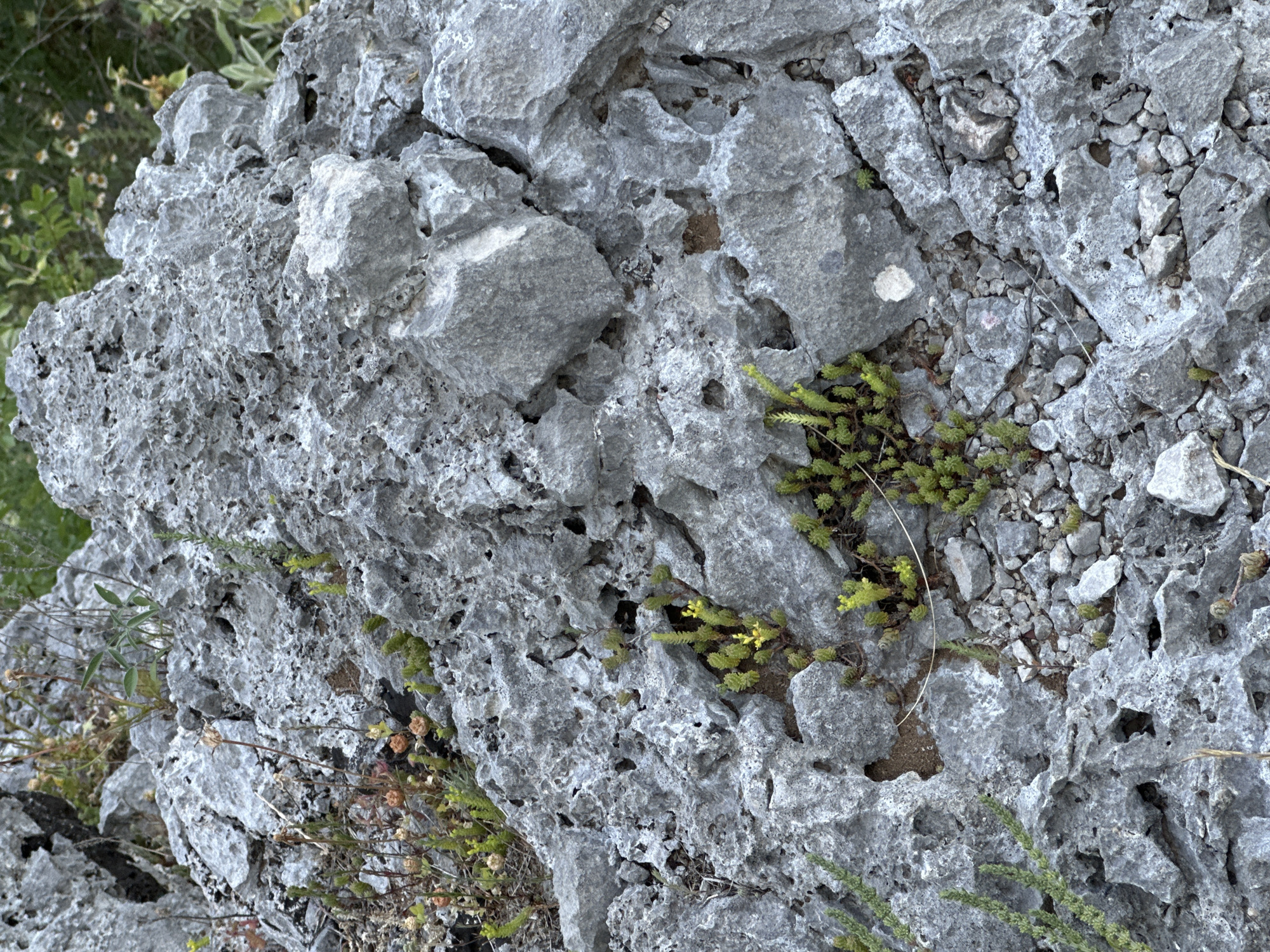 This close-up image captures a rugged, eroded rocky landscape, characteristic of a karst environment, in Zupci, Montenegro. The primary subject is a dense formation of light gray rock, likely limestone, exhibiting a highly textured and porous surface. The rocks are marked by numerous irregular pits, crevices, and sharp, angular edges, indicative of extensive weathering and erosion.
Patches of resilient vegetation are interspersed throughout the rocky terrain. Small clusters of vibrant green, low-growing plants, appearing to be succulents or sedum, thrive in the pockets of soil and fissures within the rock, particularly visible on the right side and bottom-left of the frame. Some of these plants display a yellowish-green hue. Additionally, a few dry, light brown plant stalks are present, suggesting a mix of active growth and dormant flora.
Small accumulations of reddish-brown soil and loose gray gravel are visible in the deeper depressions and cracks, providing a substrate for the plant life. The scene is illuminated by bright, natural light, consistent with daytime conditions, with no harsh shadows, implying either an overcast sky or diffused lighting. The image focuses on the intricate natural details of the rock formations and the sparse, yet persistent, plant growth adapted to this harsh environment, with no discernible human activity or visible text.